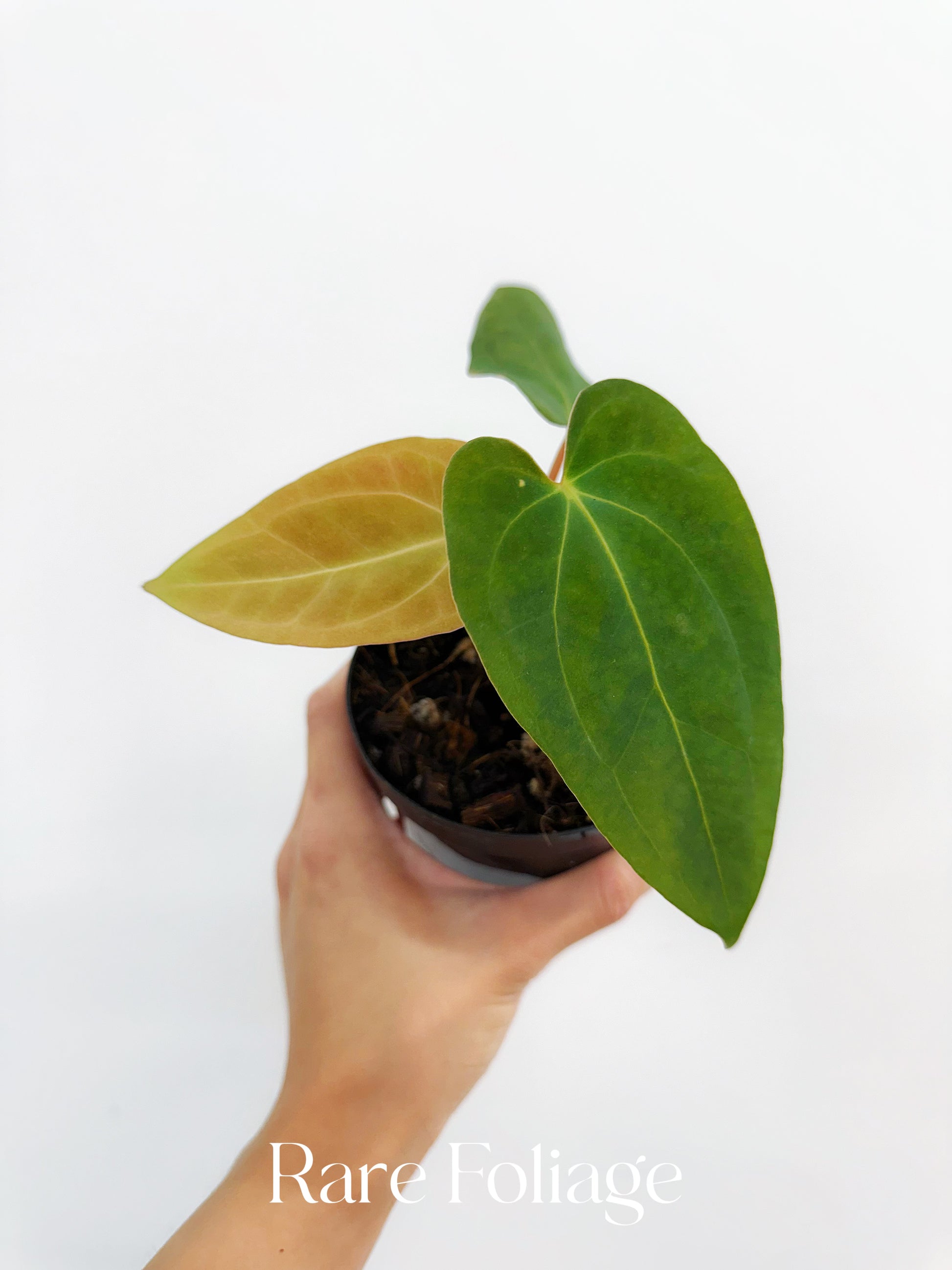 anthurium gymnopus 4 Anthurium Papillilaminum x Doritos 4”