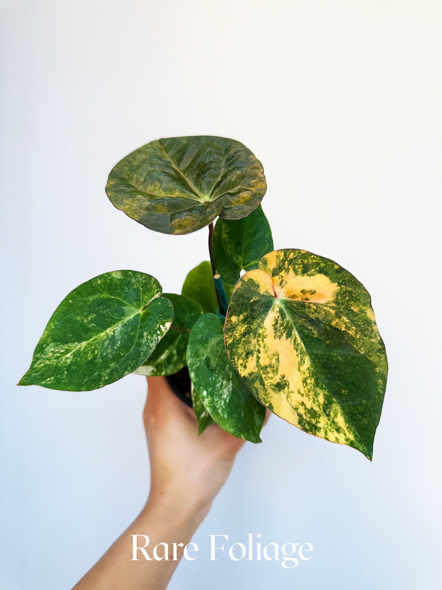 Anthurium Papillilaminum x Gunayala x Doc Block x RVDP 4" Exact