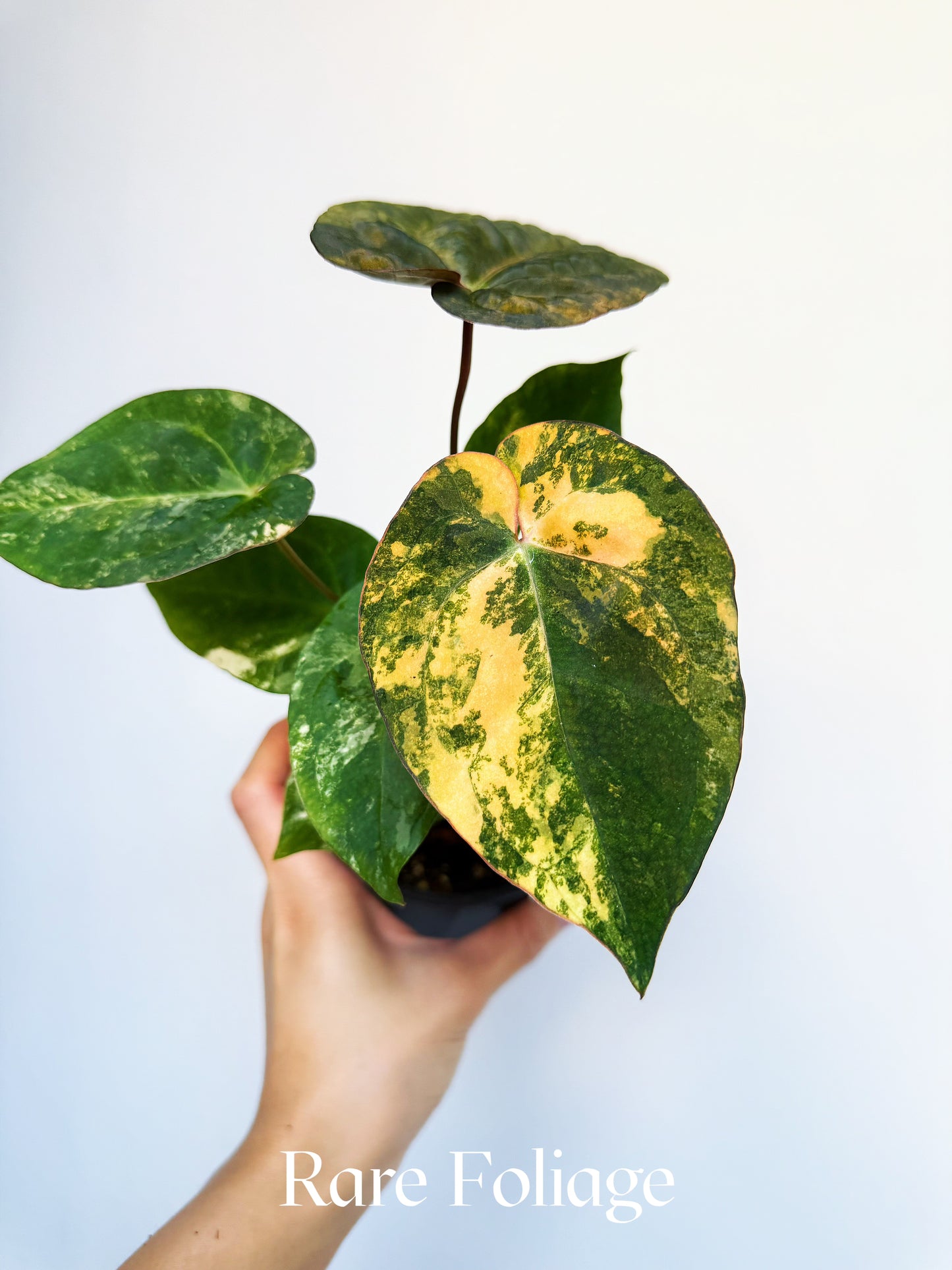 Anthurium Papillilaminum x Gunayala x Doc Block x RVDP 4" Exact