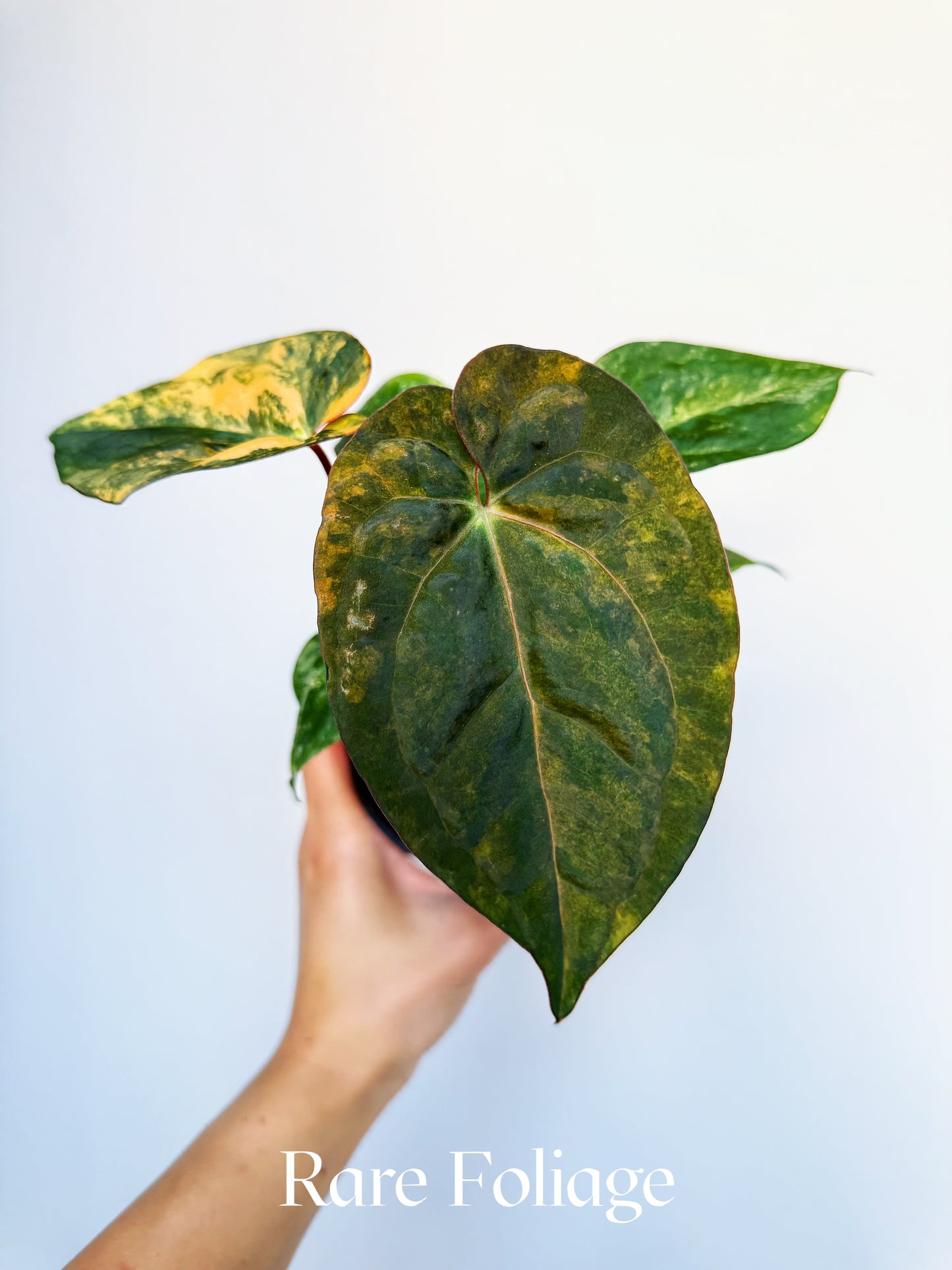 Anthurium Papillilaminum x Gunayala x Doc Block x RVDP 4" Exact