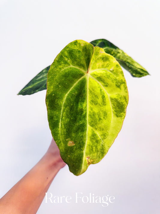 Anthurium Papillilaminum x Magnificum Variegated 4” Exact Plant