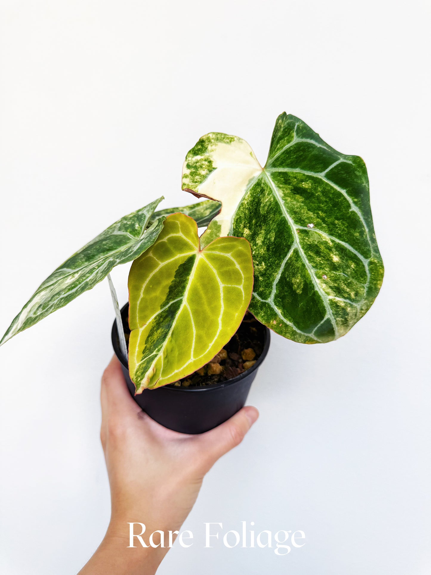 Anthurium Papillilaminum Variegated x Magnificum x Anthurium Domino 5" Exact