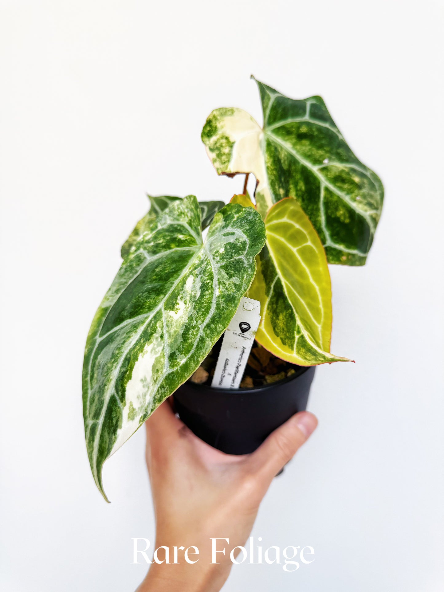 Anthurium Papillilaminum Variegated x Magnificum x Anthurium Domino 5" Exact