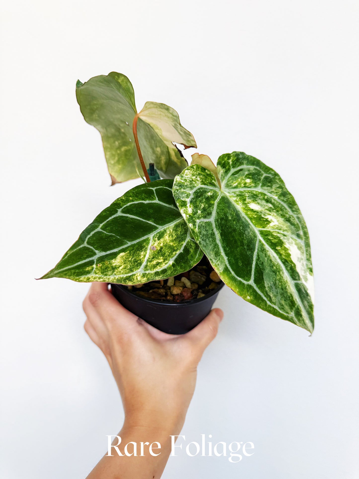 Anthurium Papillilaminum Variegated x Magnificum x Anthurium Domino 5" Exact