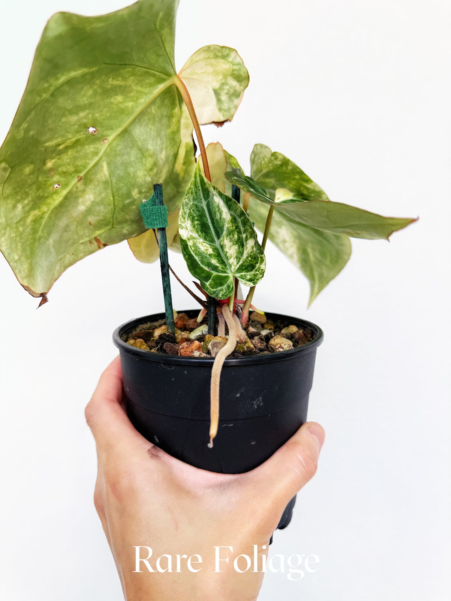 Anthurium Papillilaminum Variegated x Magnificum x Anthurium Domino 5" Exact