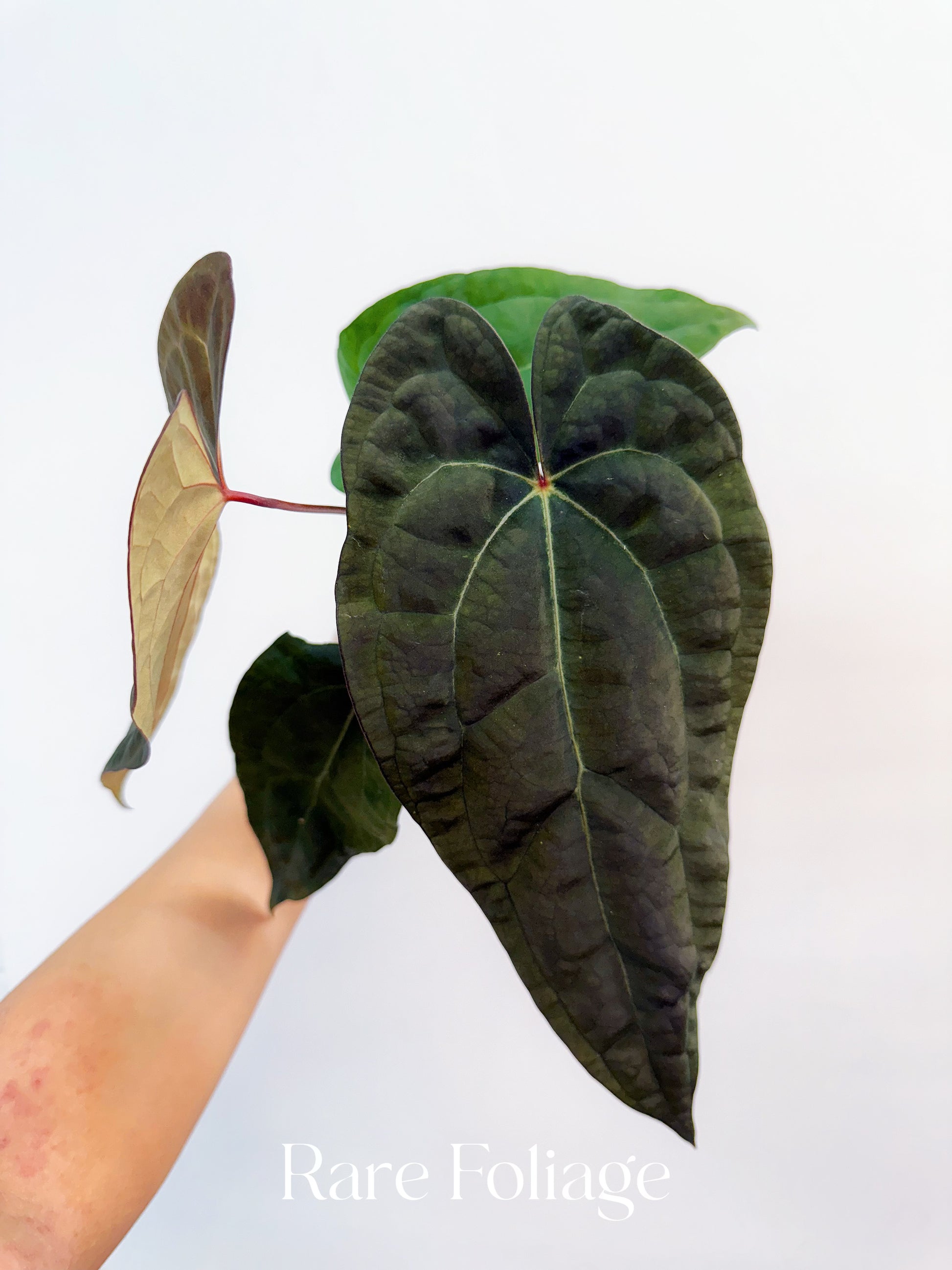 アンスリウム papillilaminum (RG) X RVDP Anthurium Papillilaminum x RVDP 3” – Rare Foliage Plant Co