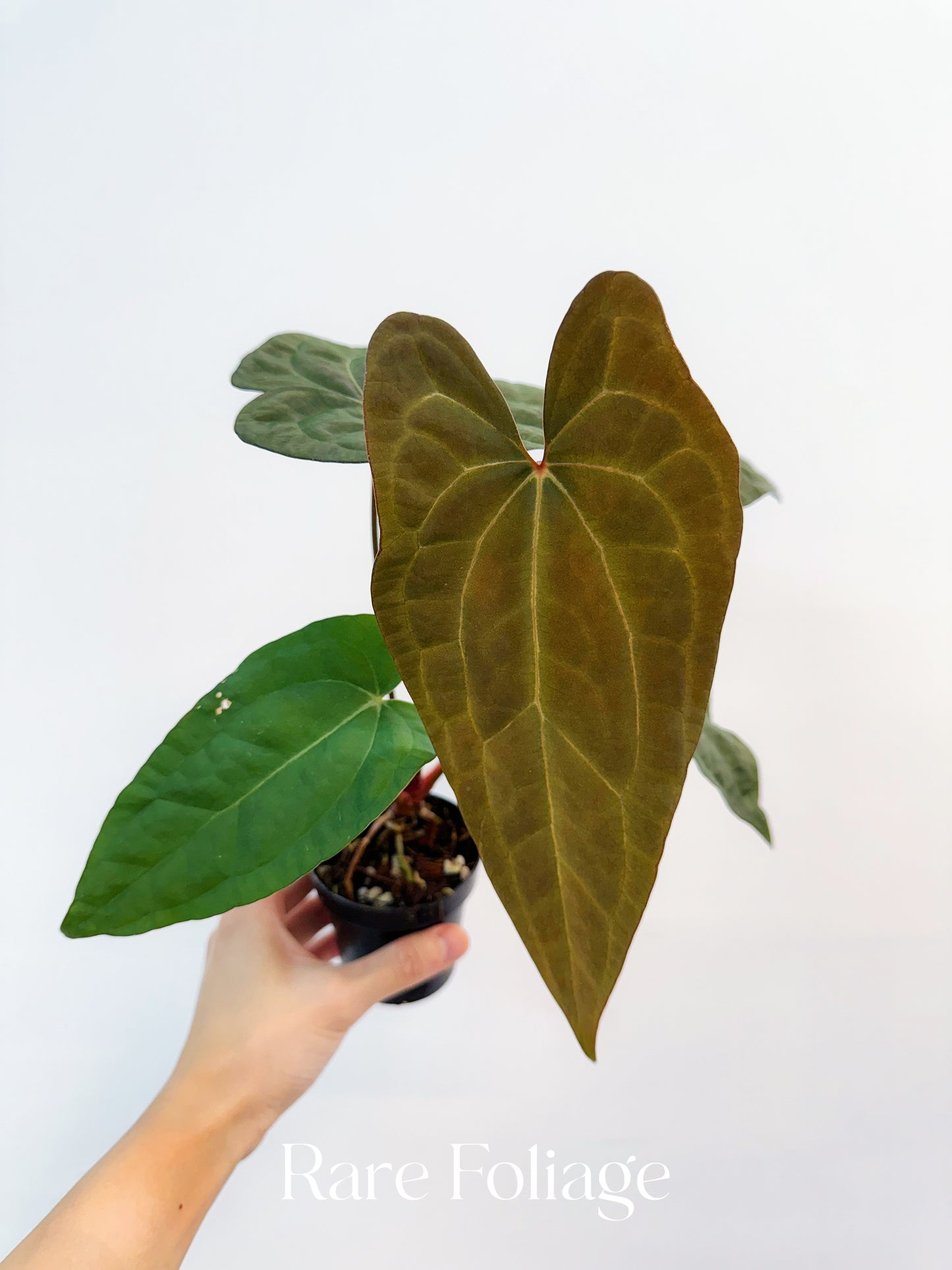 Anthurium Papillilaminum x RVDP 3”