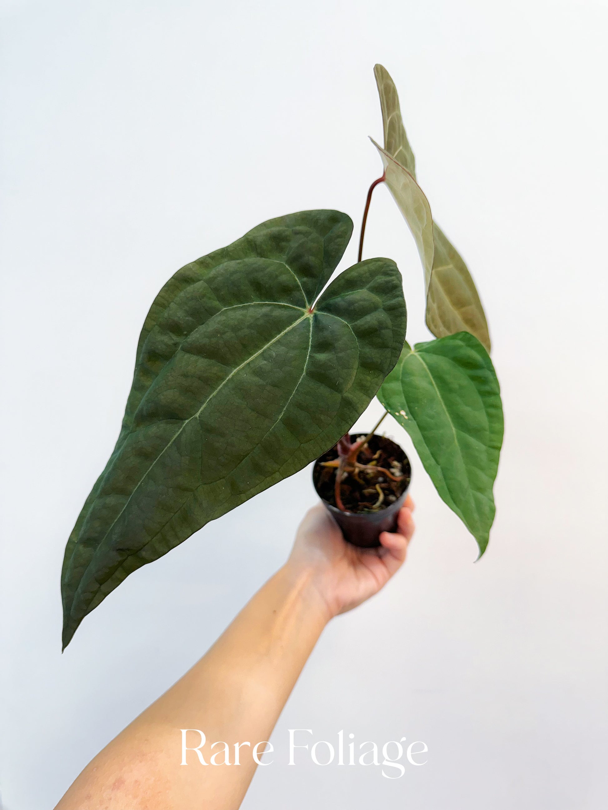 アンスリウム papillilaminum (RG) X RVDP Anthurium Papillilaminum x RVDP 3” – Rare Foliage Plant Co