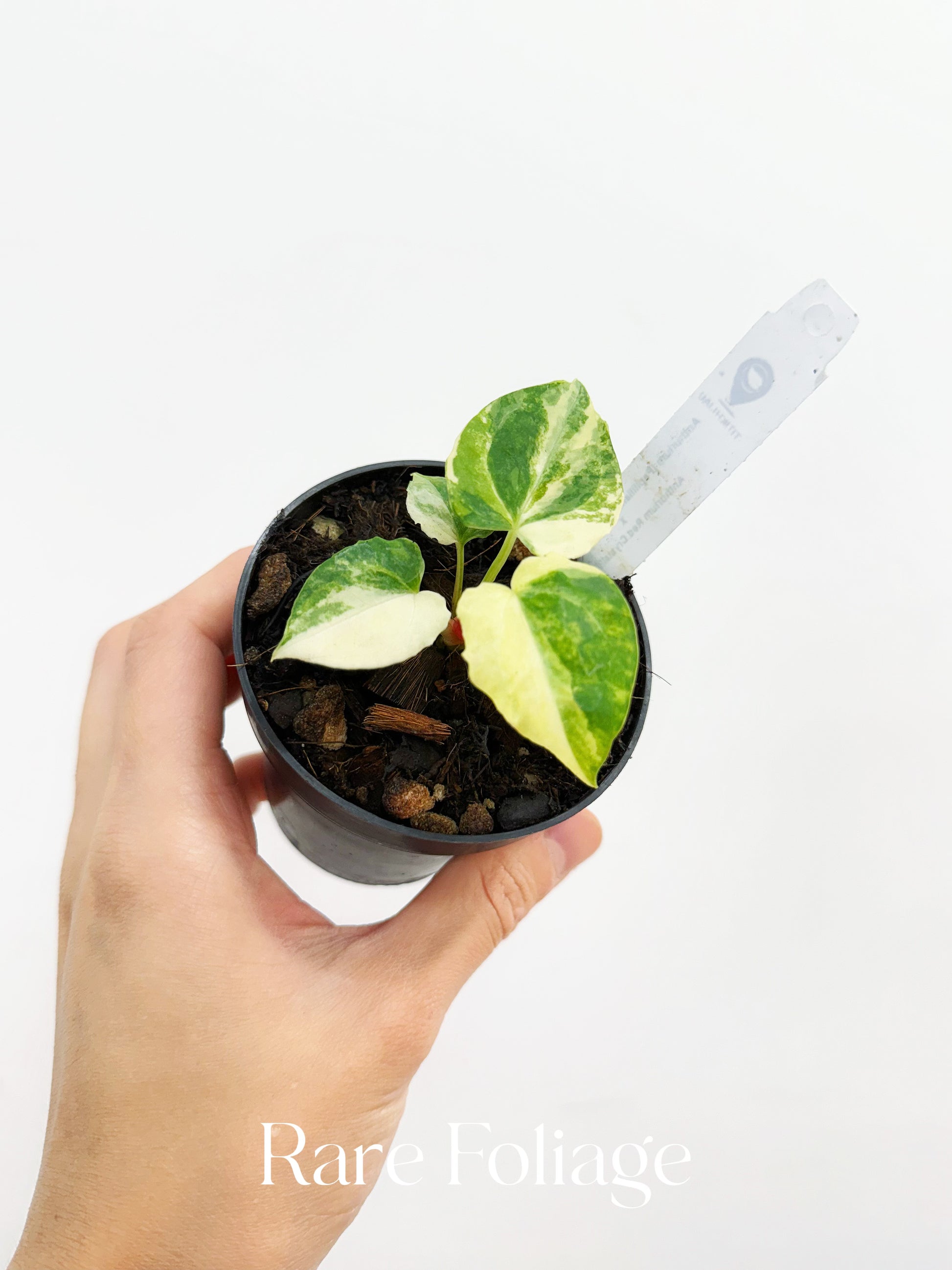 anthurium papillilaminum x magnificum Anthurium (Papillilaminum x Magnificum) Variegated x Red Crystallinum – Rare Foliage Plant Co