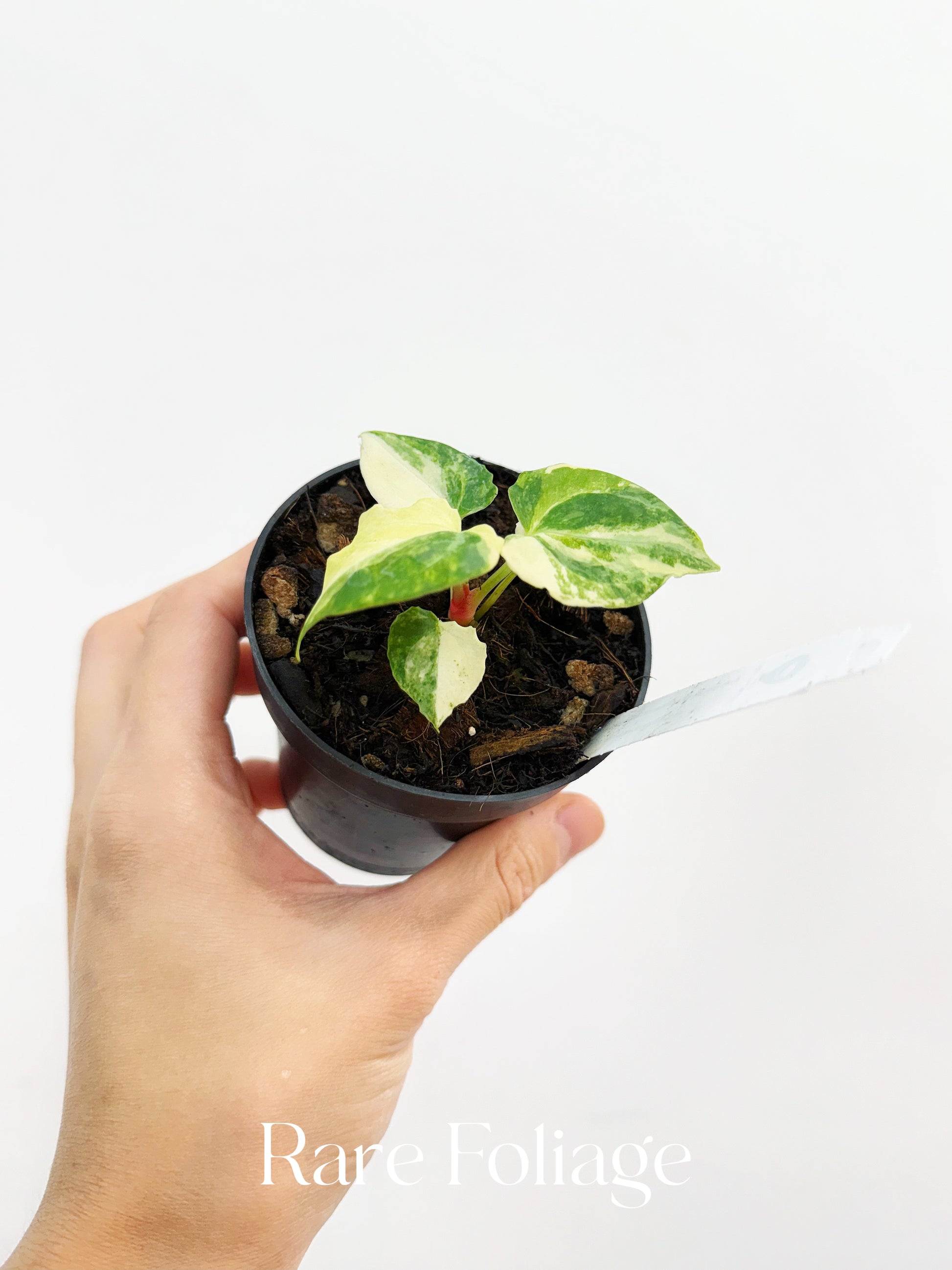 anthurium red magnificum x papillilaminum Anthurium (Papillilaminum x Magnificum) Variegated x Red Crystallinum – Rare Foliage Plant Co