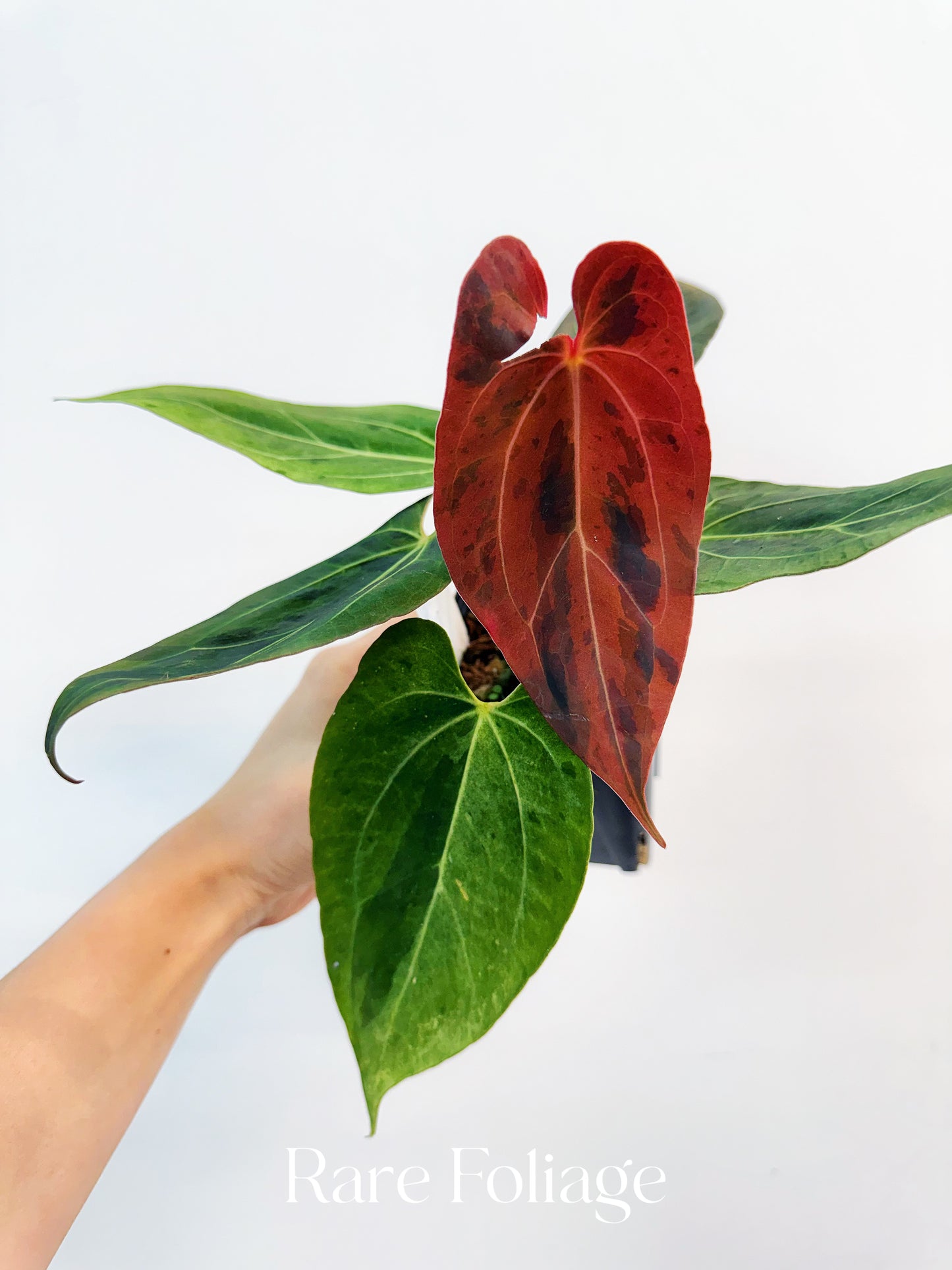 Anthurium Pink Bubblegum 4” Exact Plant
