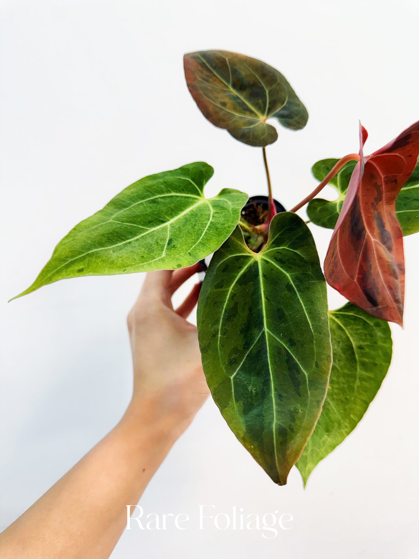 Anthurium Pink Bubblegum 4” Exact Plant