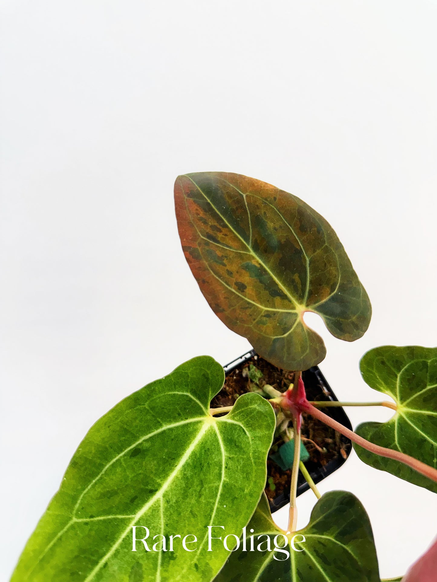 Anthurium Pink Bubblegum 4” Exact Plant