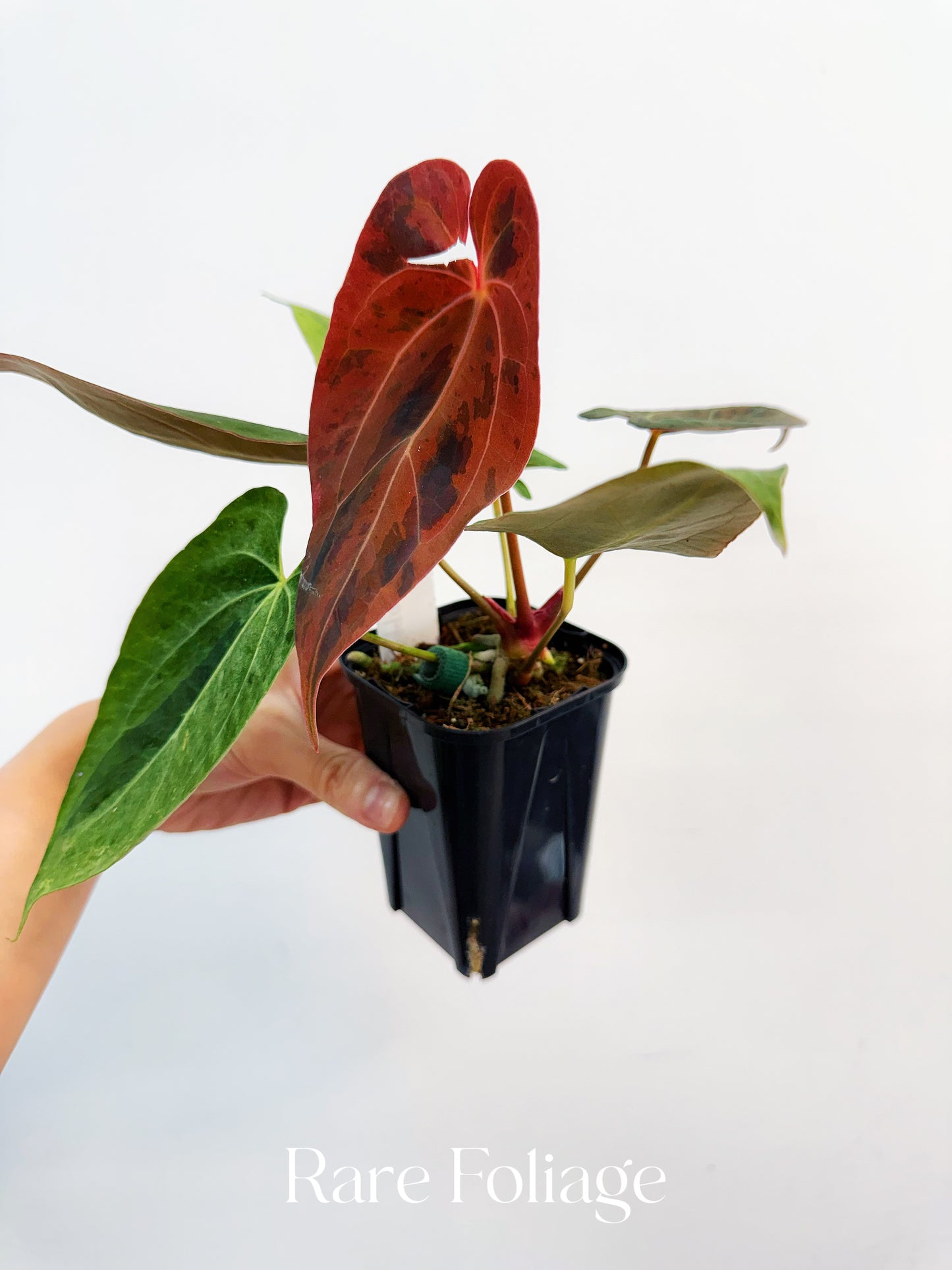 Anthurium Pink Bubblegum 4” Exact Plant