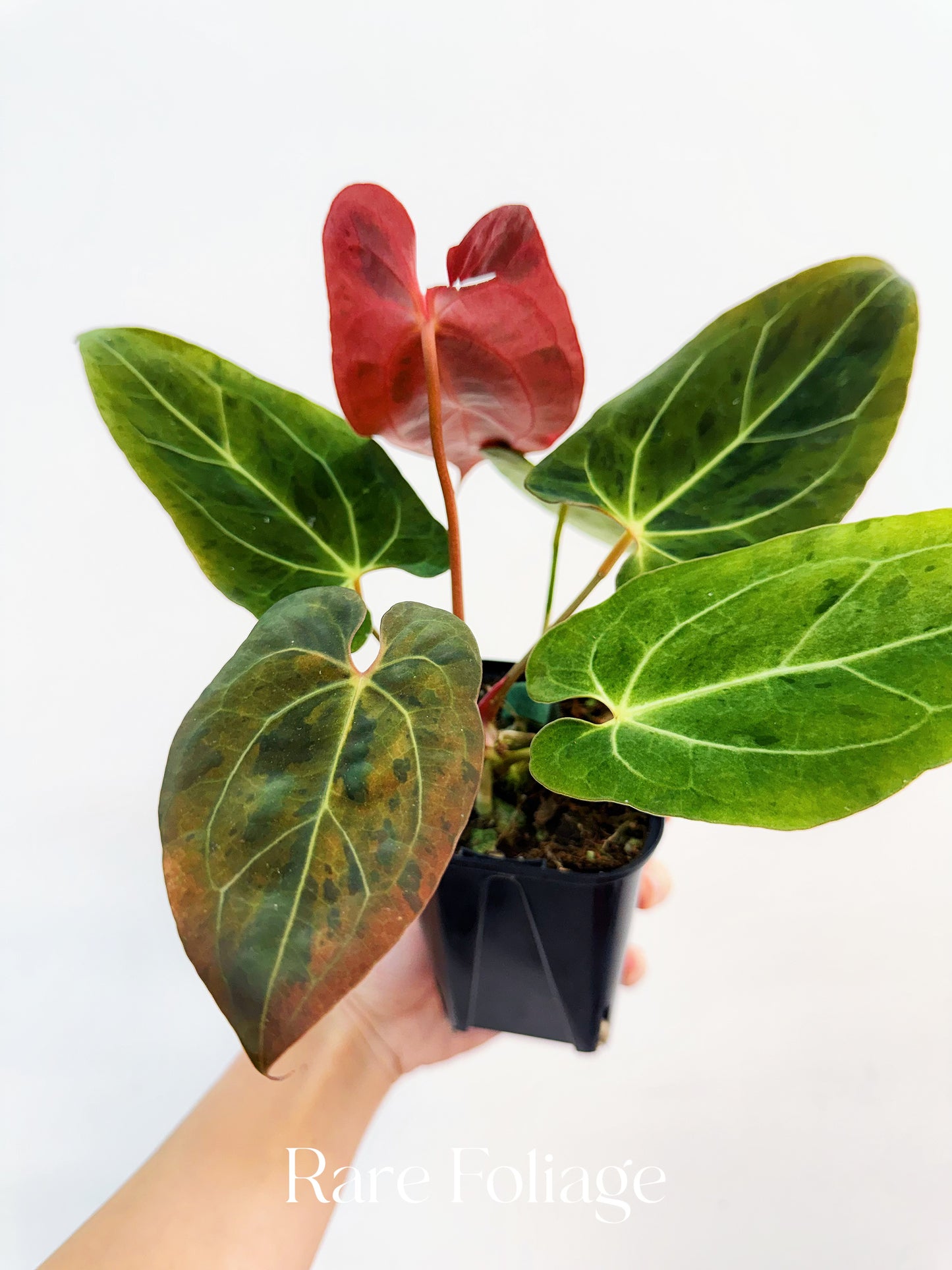 Anthurium Pink Bubblegum 4” Exact Plant