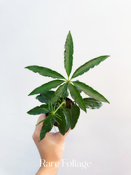 Anthurium Polyschistum 3”