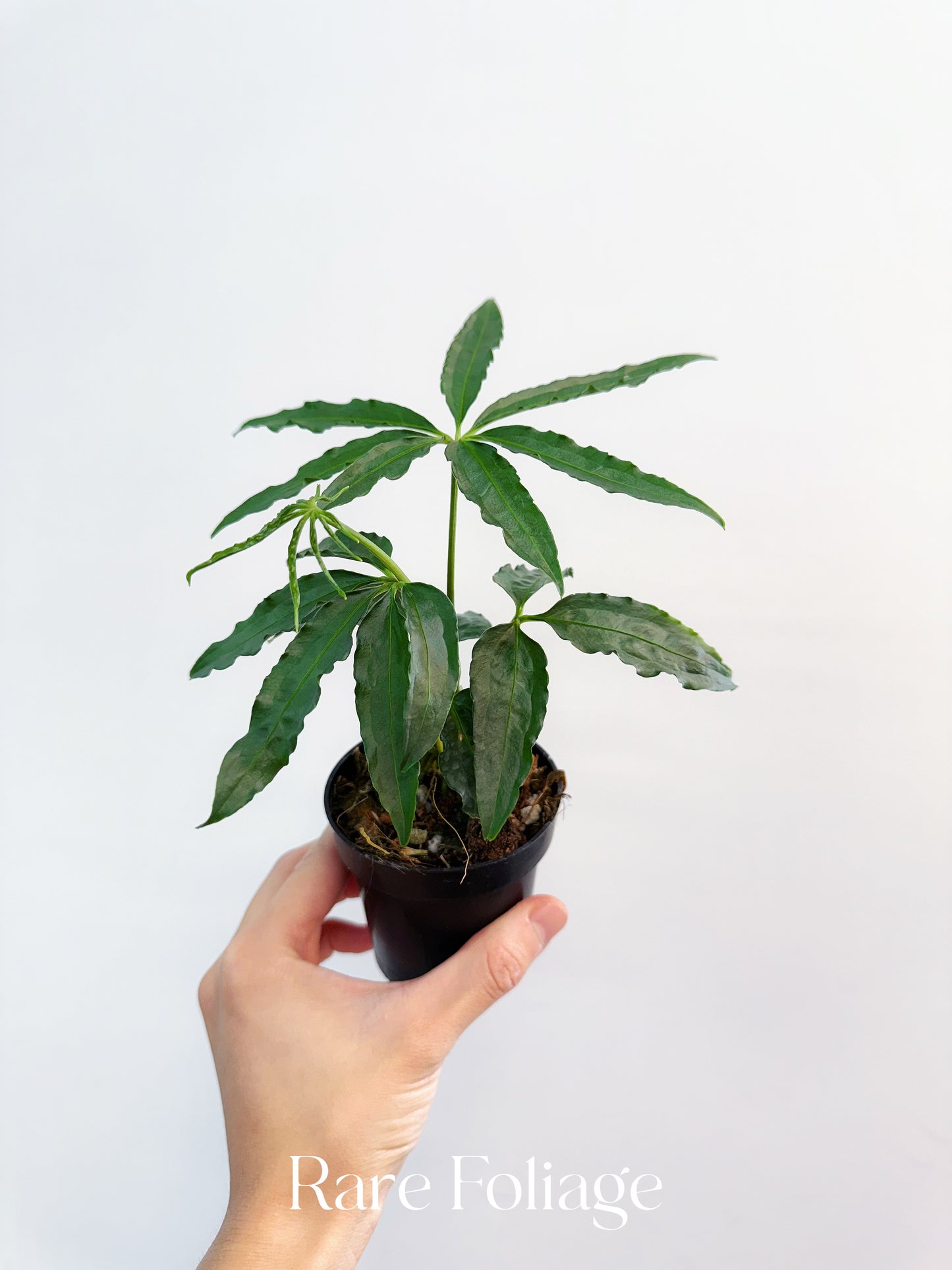 Anthurium Polyschistum 3”