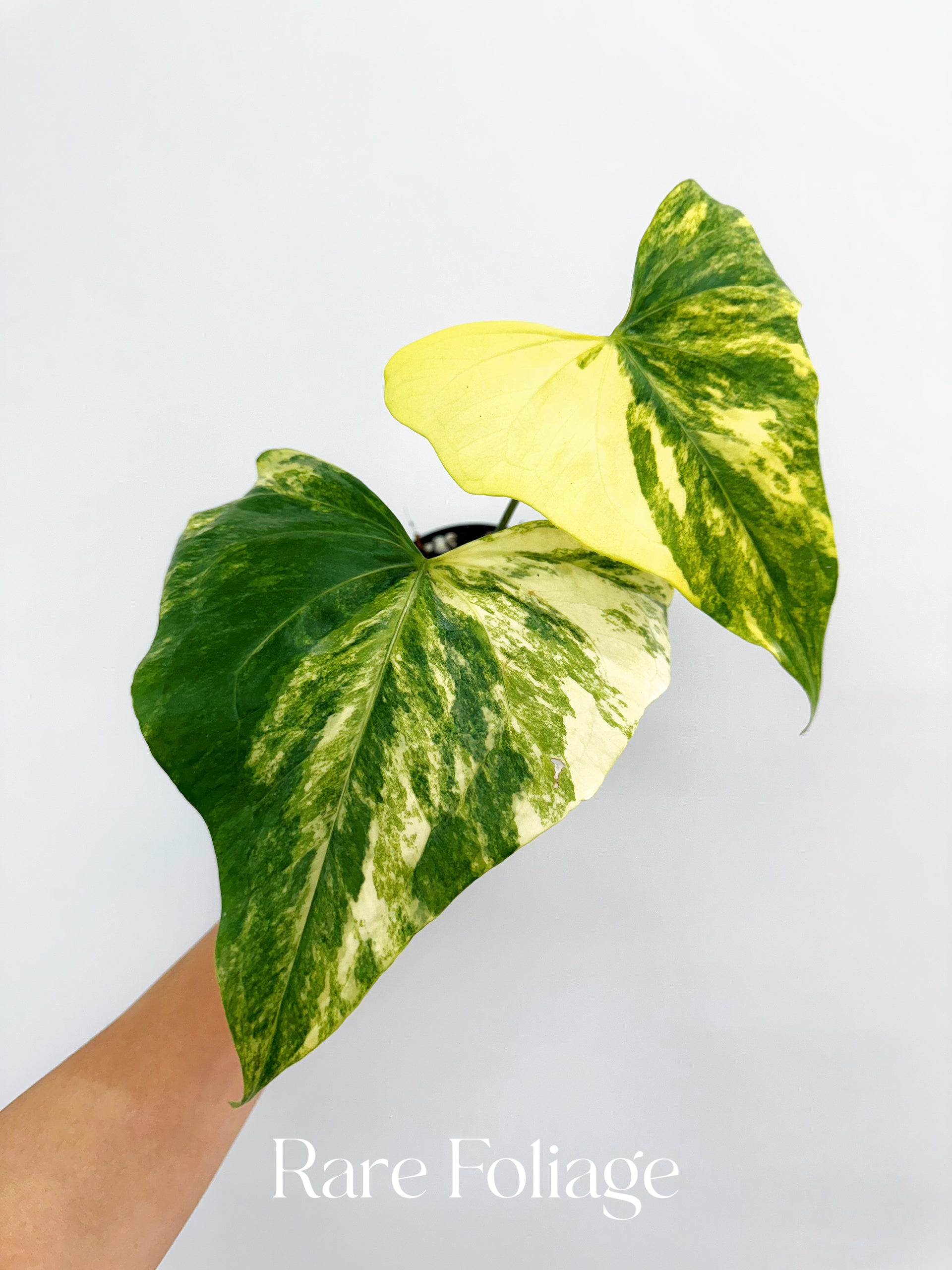 Anthurium Pterodactyl Variegated 4” Exact Plant – Rare Foliage
