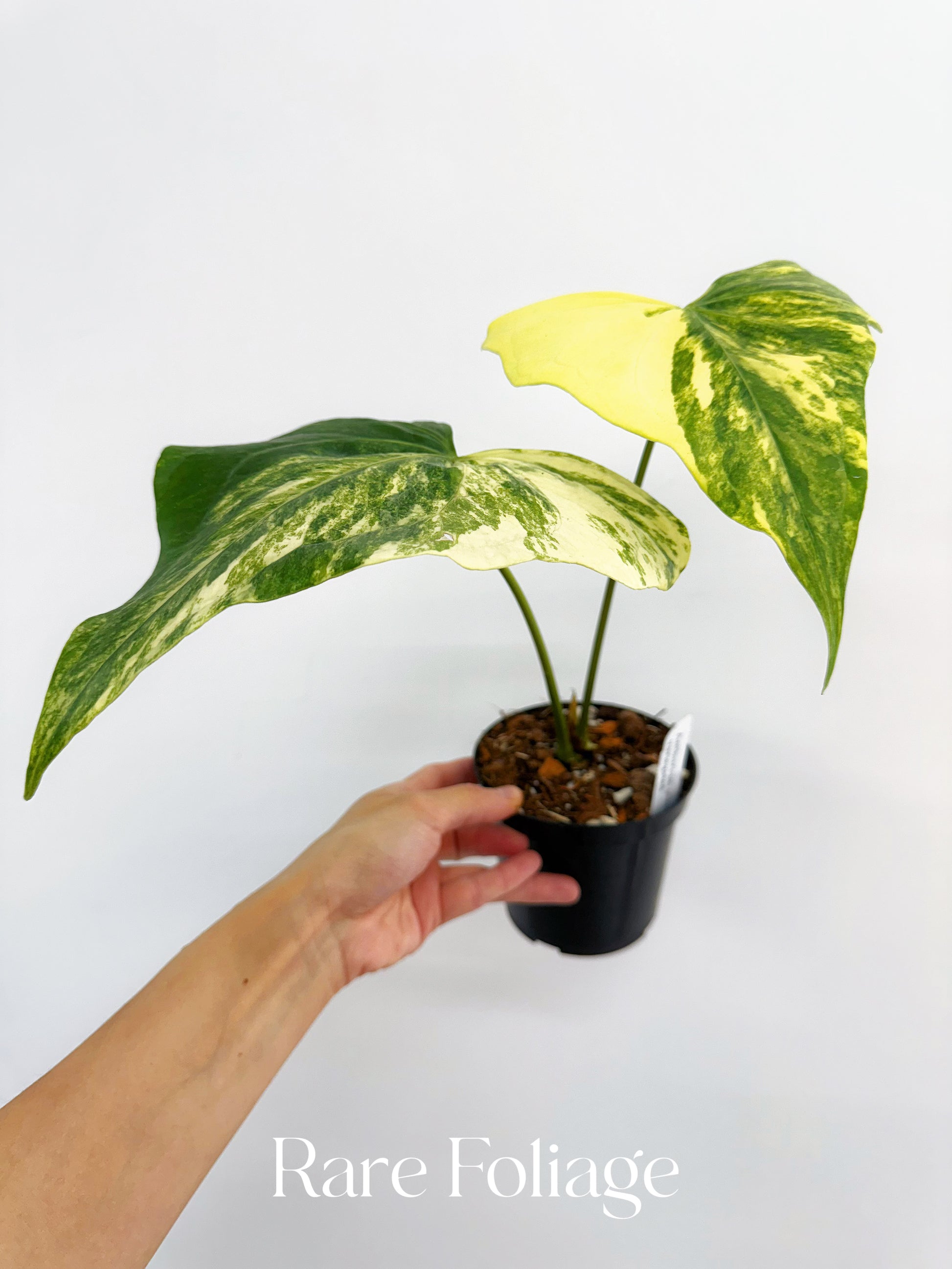 anthurium prodactyl Anthurium Pterodactyl Variegated 4” Exact Plant