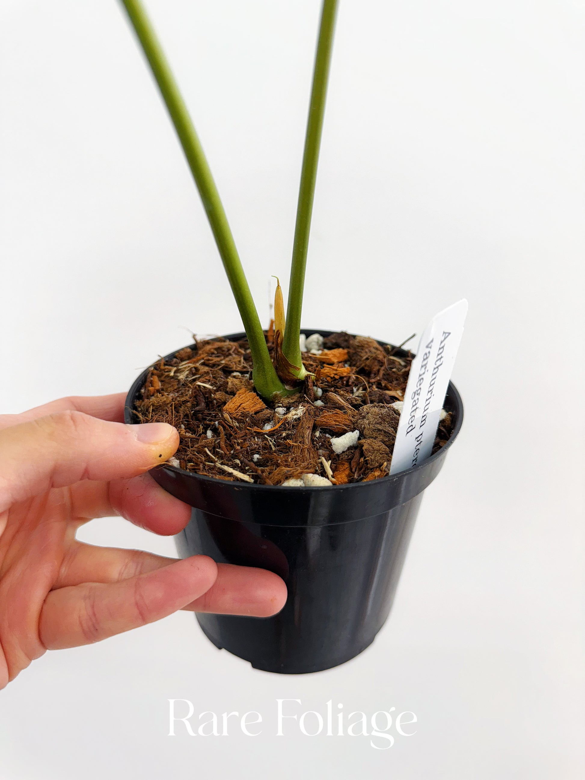 anthurium prodactyl Anthurium Pterodactyl Variegated 4” Exact Plant – Rare Foliage Plant Co