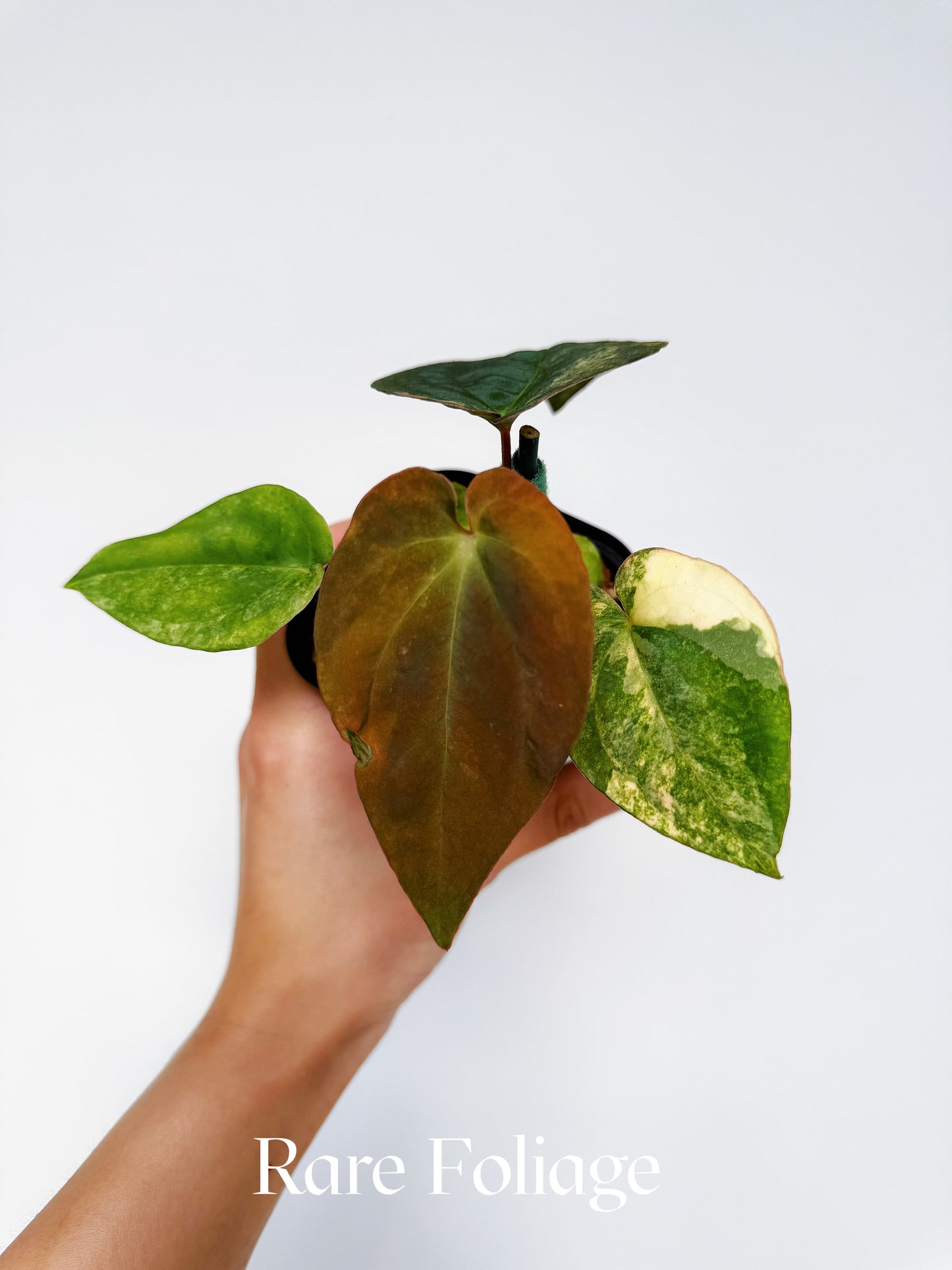 Anthurium Pure Papillilaminum Variegated 3” Exact Plant