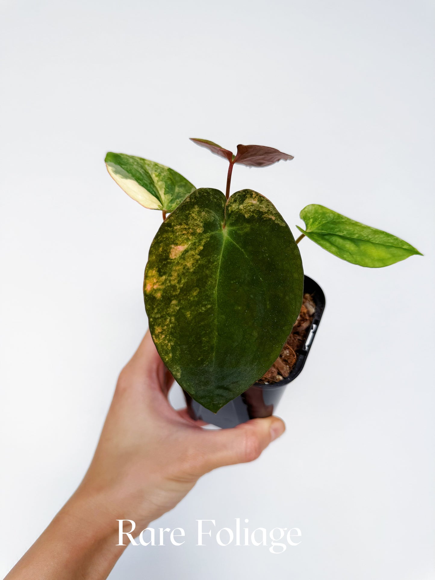 Anthurium Pure Papillilaminum Variegated 3” Exact Plant