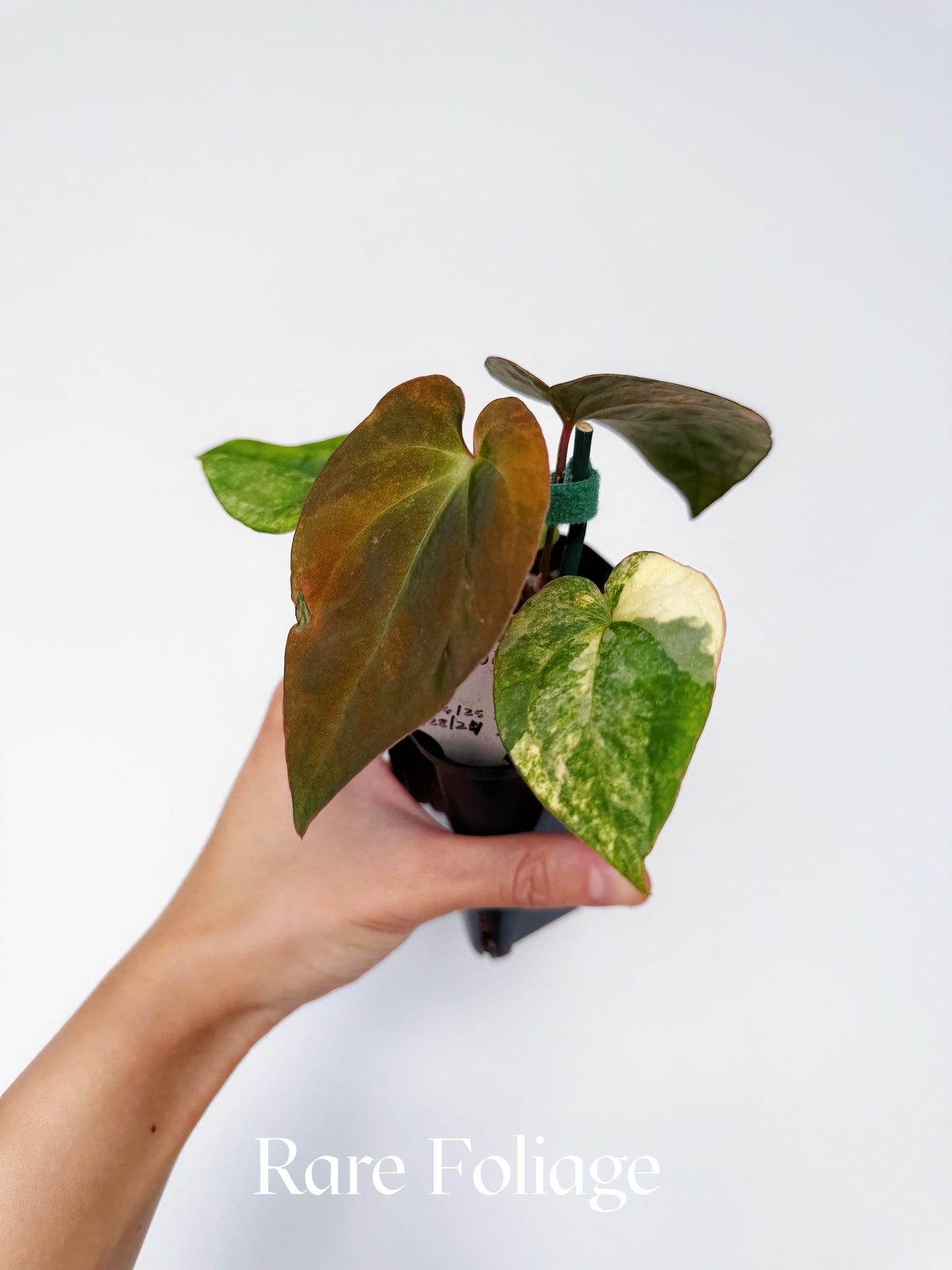 Anthurium Pure Papillilaminum Variegated 3” Exact Plant