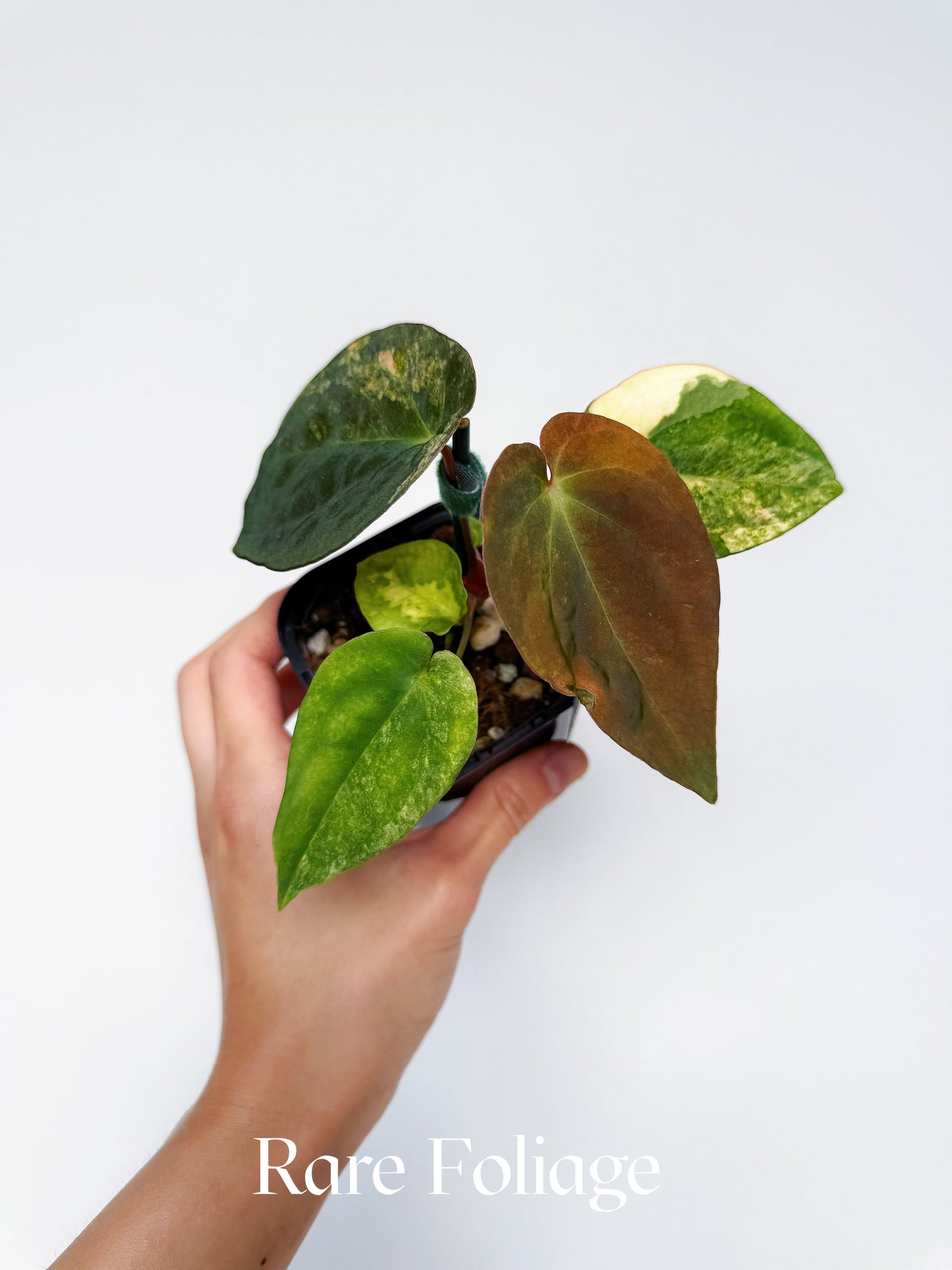 Anthurium Pure Papillilaminum Variegated 3” Exact Plant