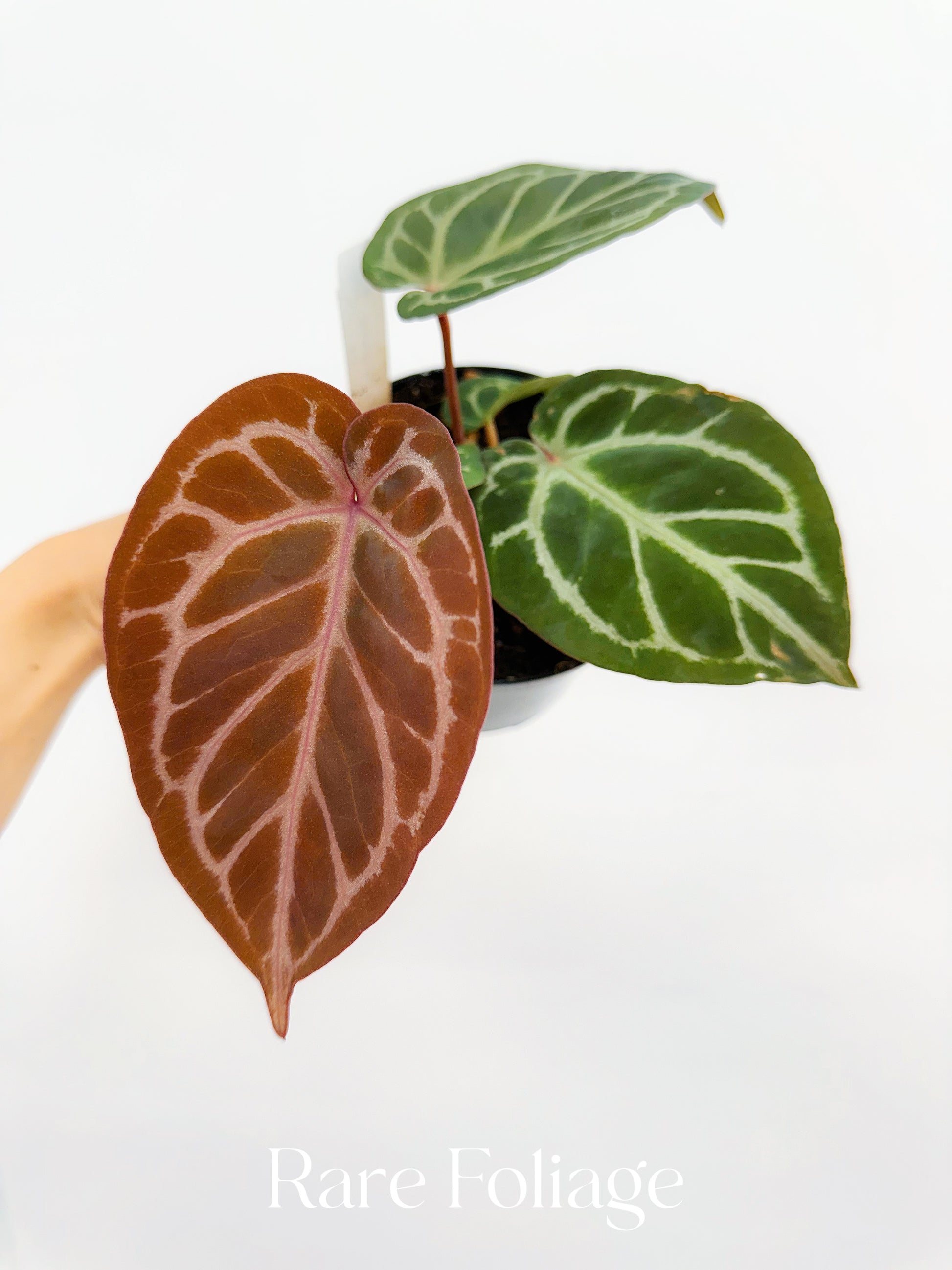 Anthurium (RC x Dorayaki) x RC – Rare Foliage Plant Co Anthurium (RC x Dorayaki) x RC – Rare Foliage Plant Co
