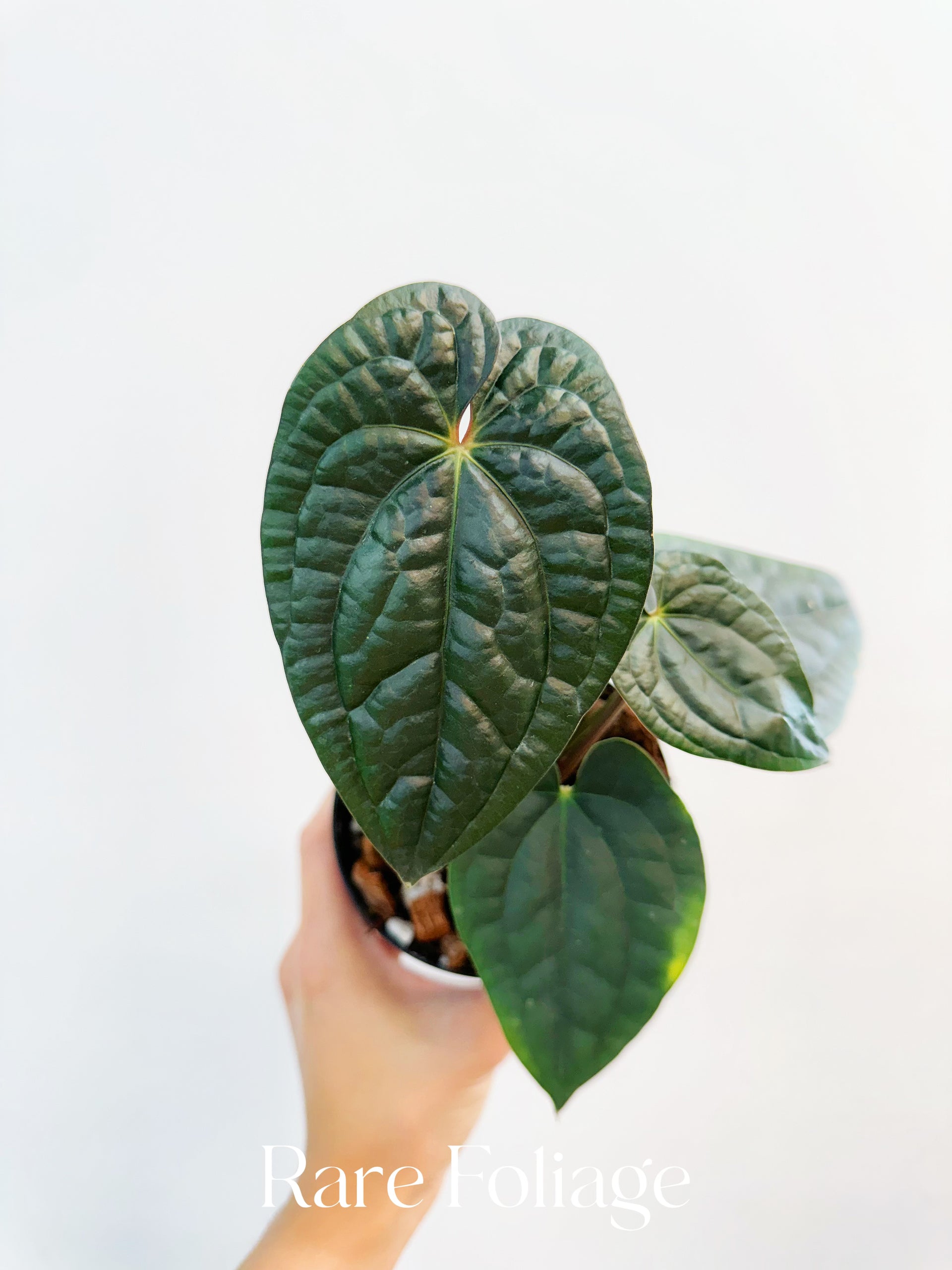 Anthurium RVDP x Luxurians 4” – Rare Foliage Plant Co