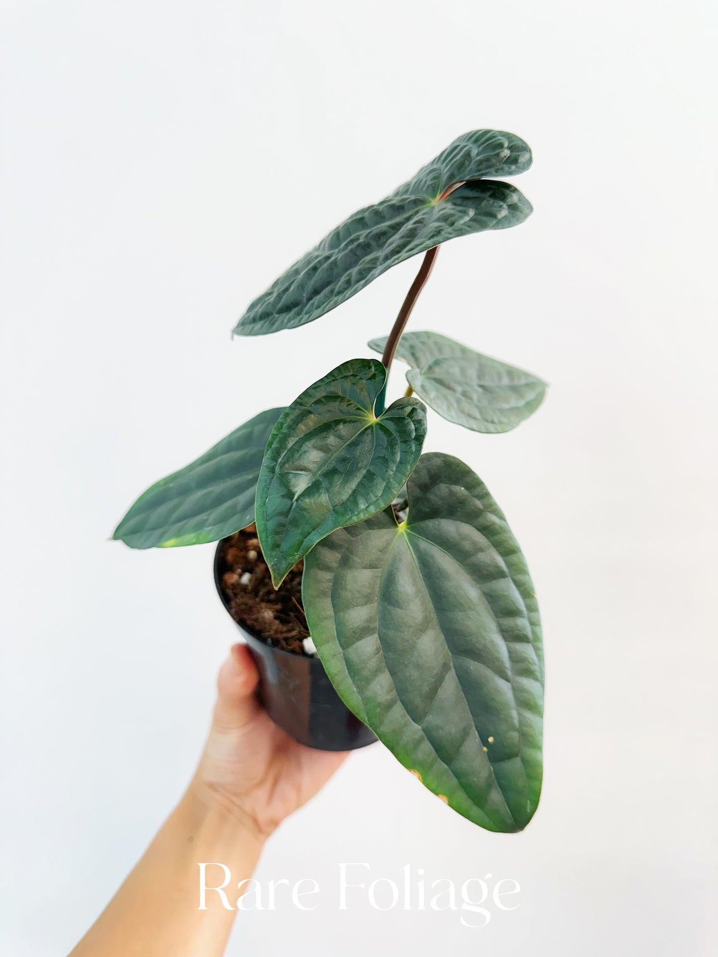Anthurium RVDP x Luxurians 4”