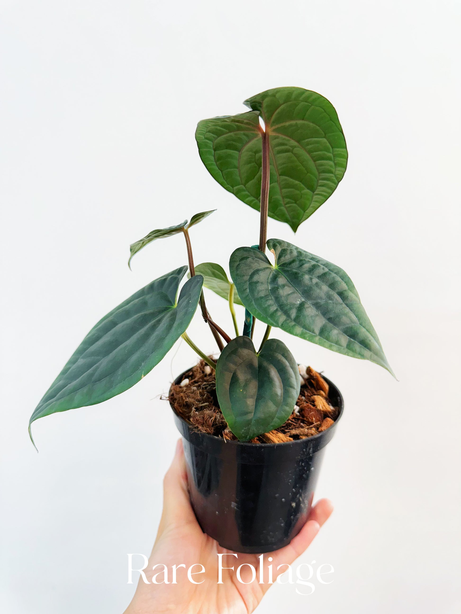 アンスリウムハイブリッド　('AOS'xluxurians) x RVDP アンスリウムハイブリッド ('AOS'xluxurians) x RVDP Anthurium RVDP x