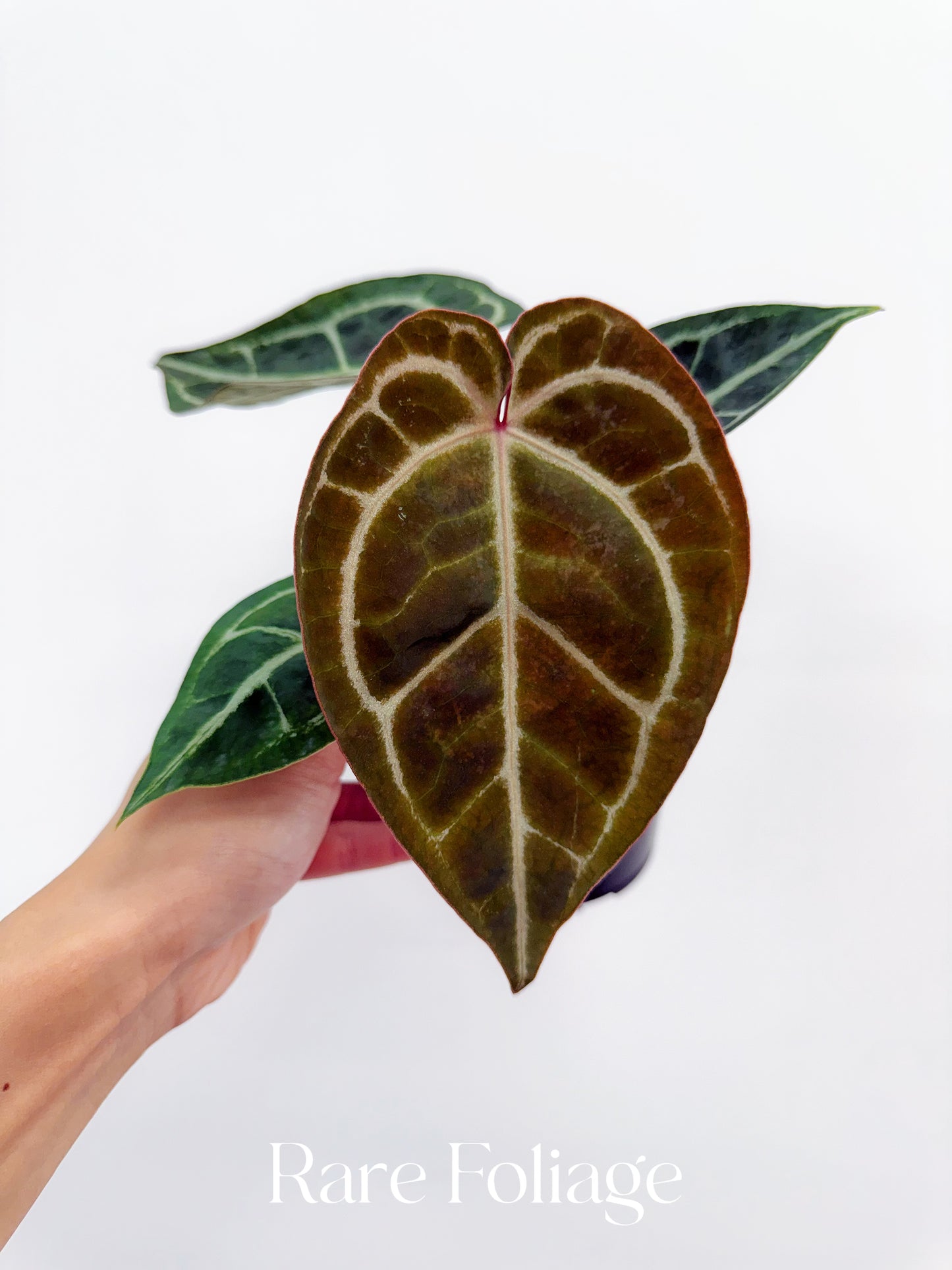 anthurium crystallinum red stem Anthurium Red Crystallinum 4”