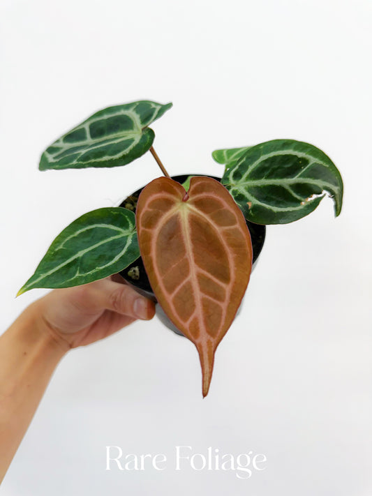 Anthurium Red Crystallinum 4”