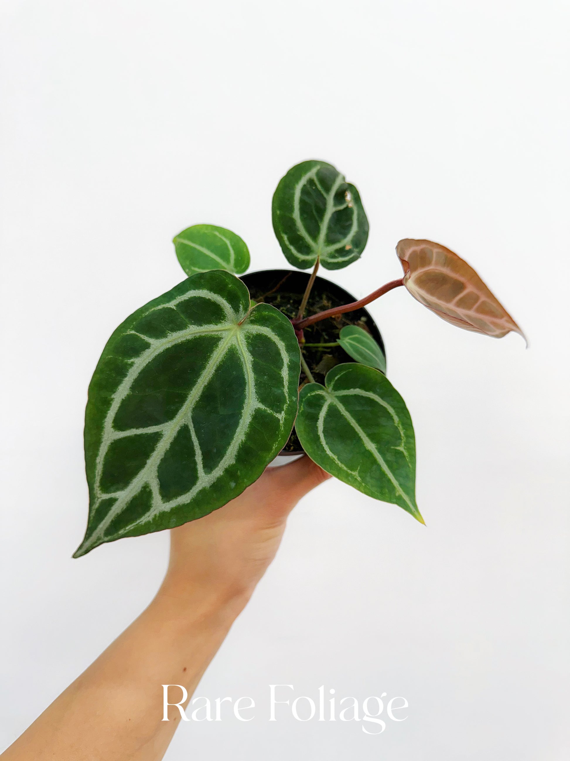 anthurium crypto price Anthurium Red Crystallinum 4”