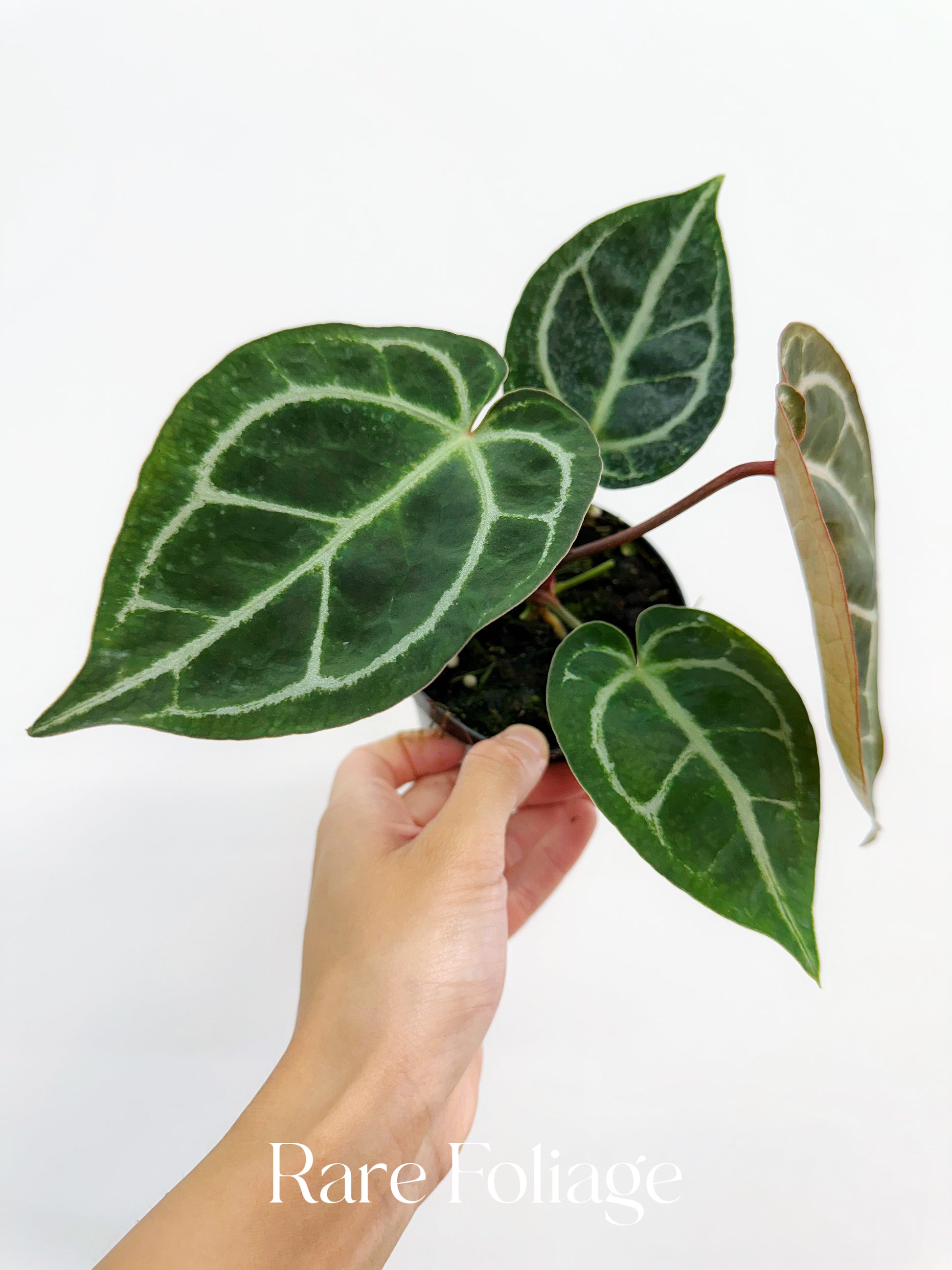 anthurium red crystallinum x forgetii Anthurium Red Crystallinum 4” – Rare Foliage Plant Co