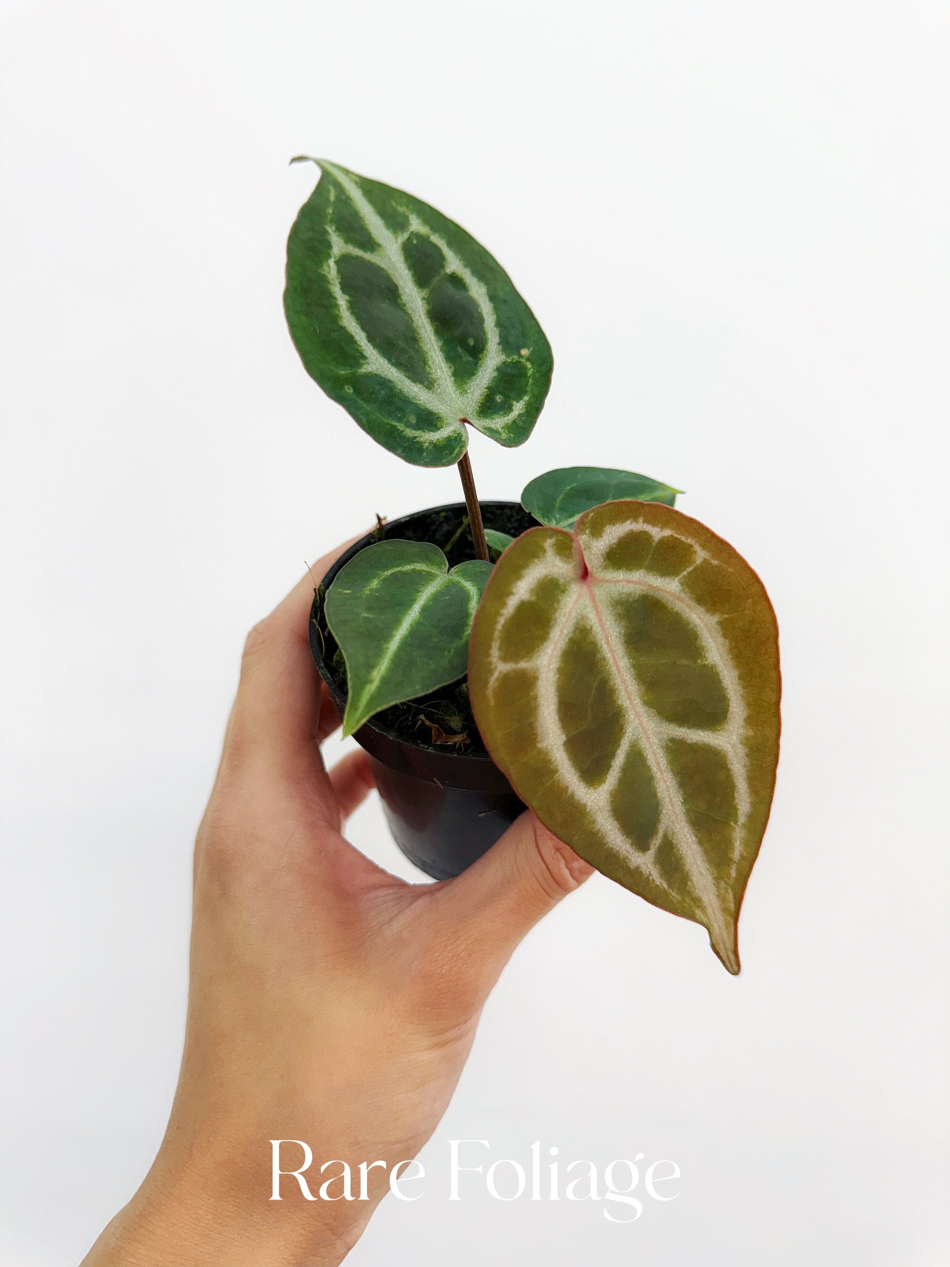 anthurium crystallinum seeds for sale Anthurium Red Crystallinum Seedling 3" – Rare Foliage Plant Co