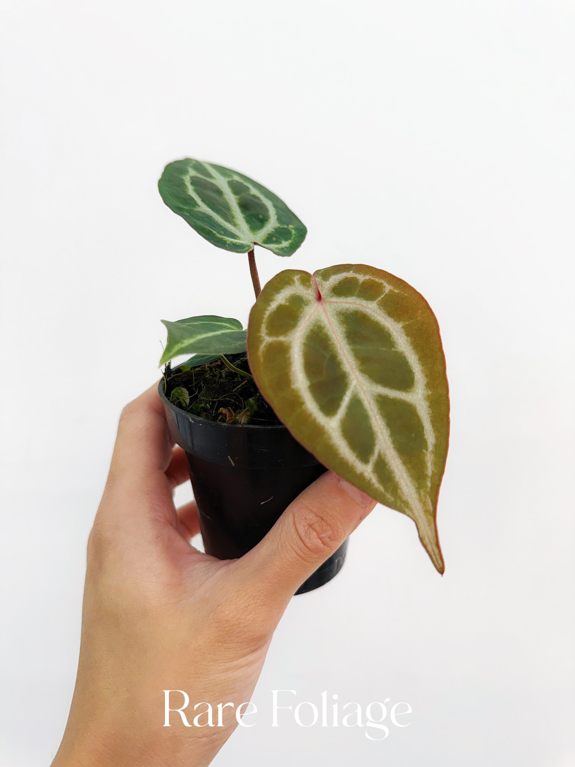 anthurium crystallinum baby Anthurium Red Crystallinum Seedling 3"