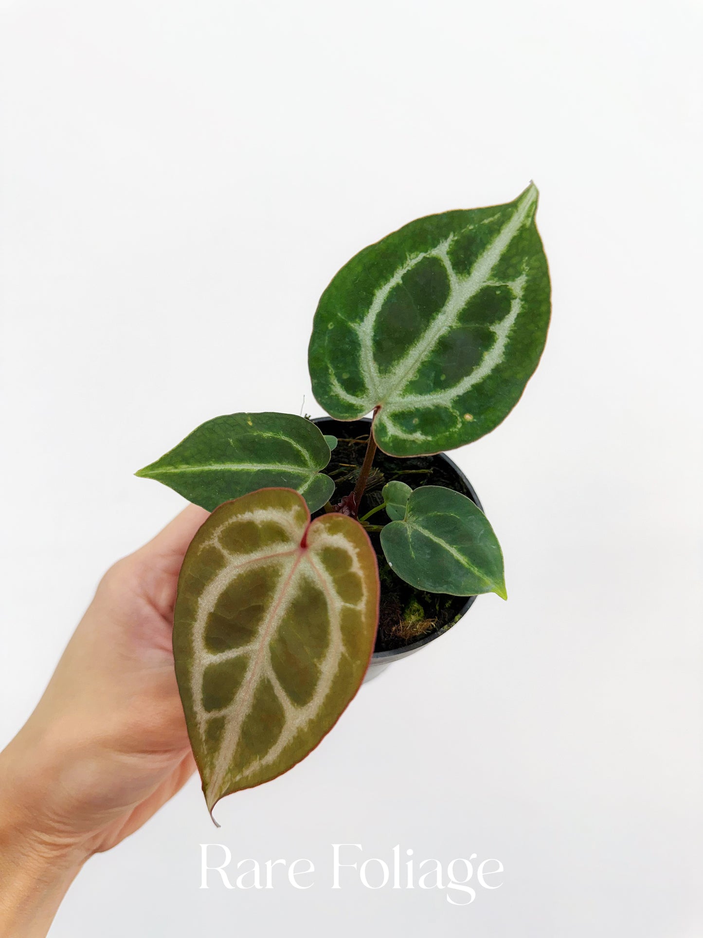 Anthurium Red Crystallinum Seedling 3"
