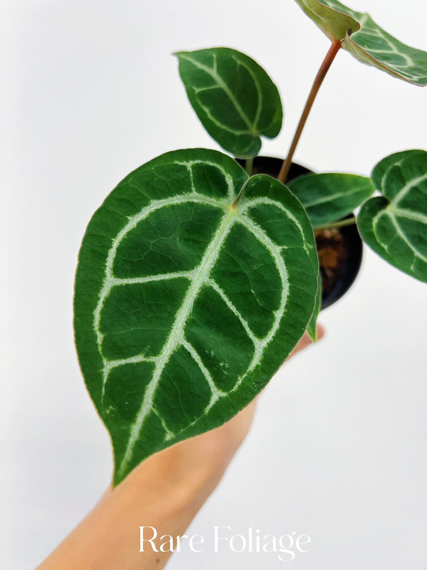 Anthurium Red Crystallinum 4”