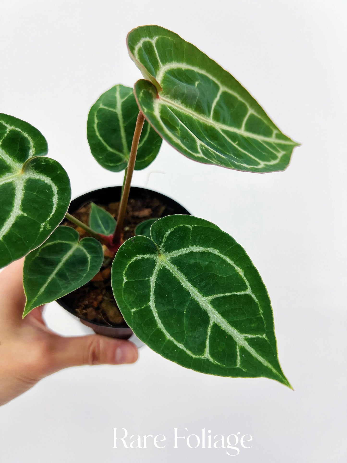 Anthurium Red Crystallinum 4”