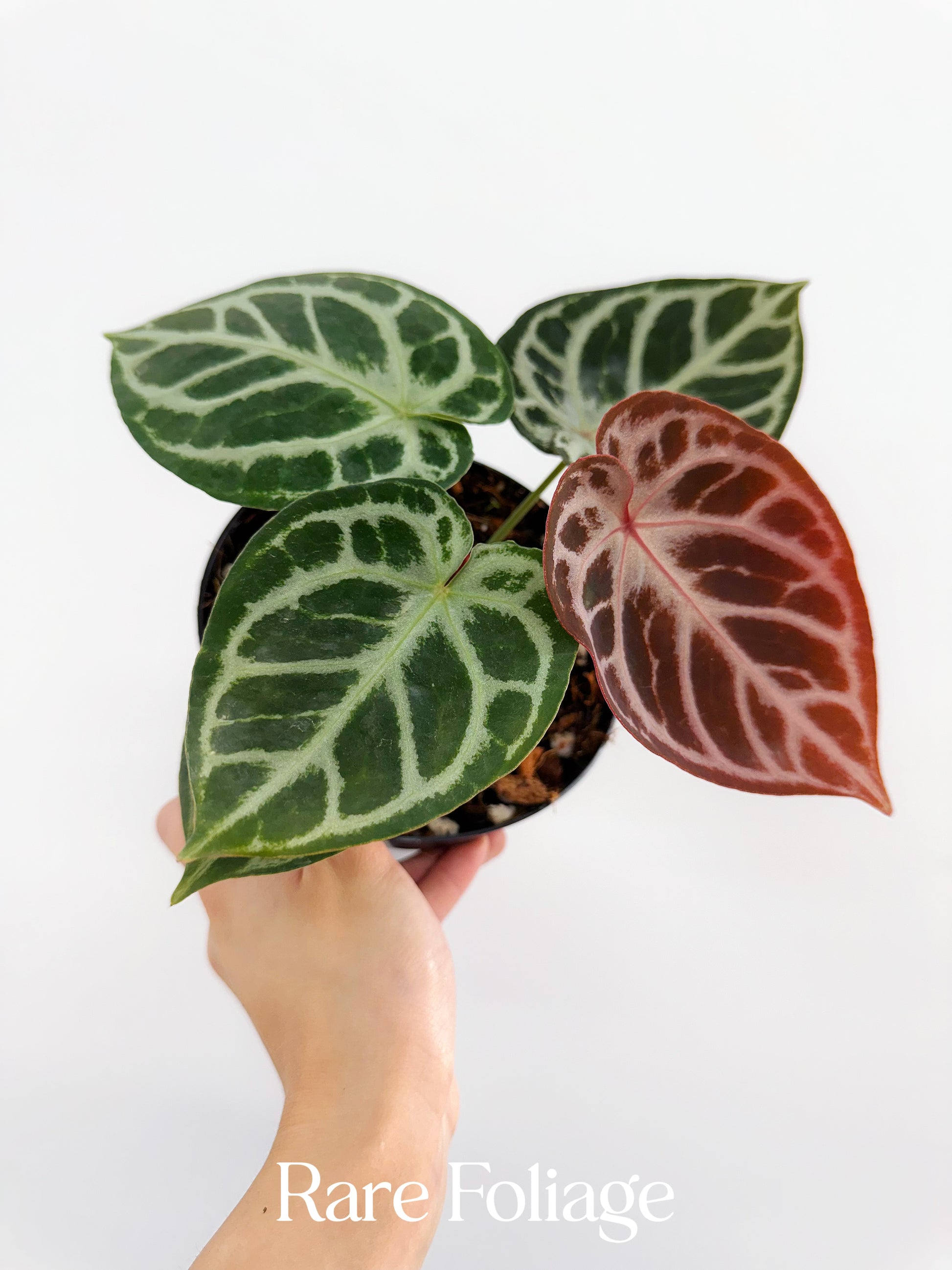 anthurium crystallinum red Anthurium Red Crystallinum Epp 6” Exact Plant