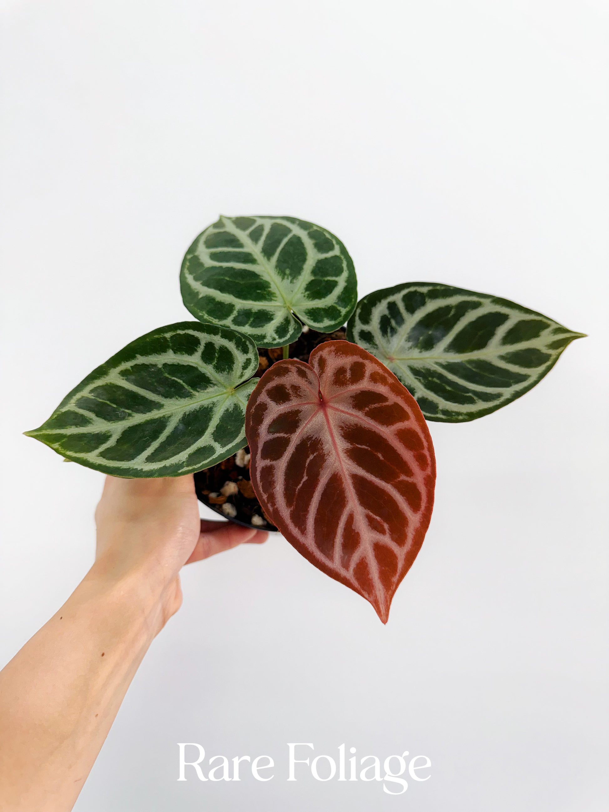is anthurium crystallinum rare Anthurium Red Crystallinum Epp 6” Exact Plant