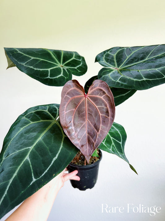 Anthurium Red Crystallinum x Magnificum 5”