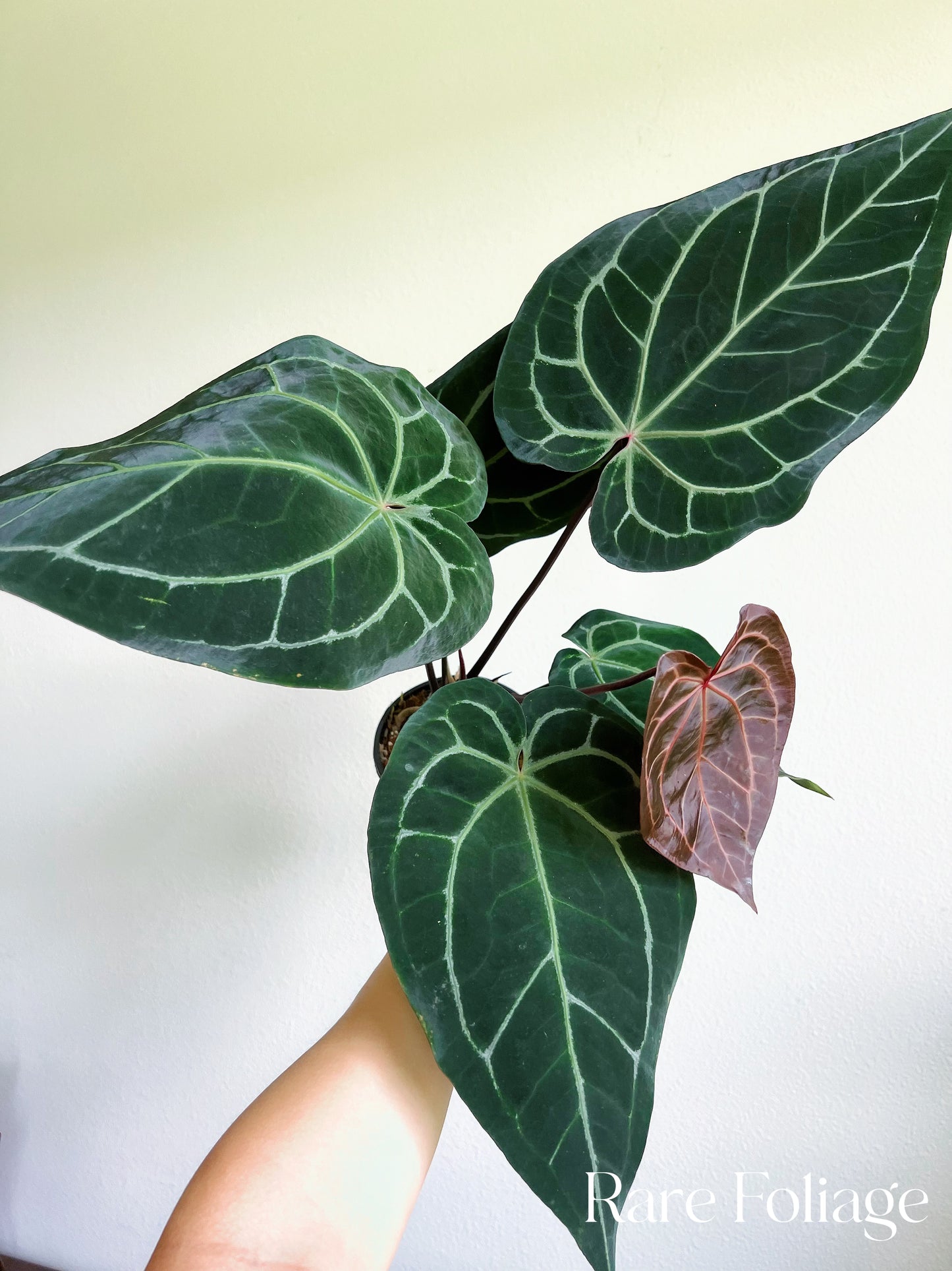 Anthurium Red Crystallinum x Magnificum 5”