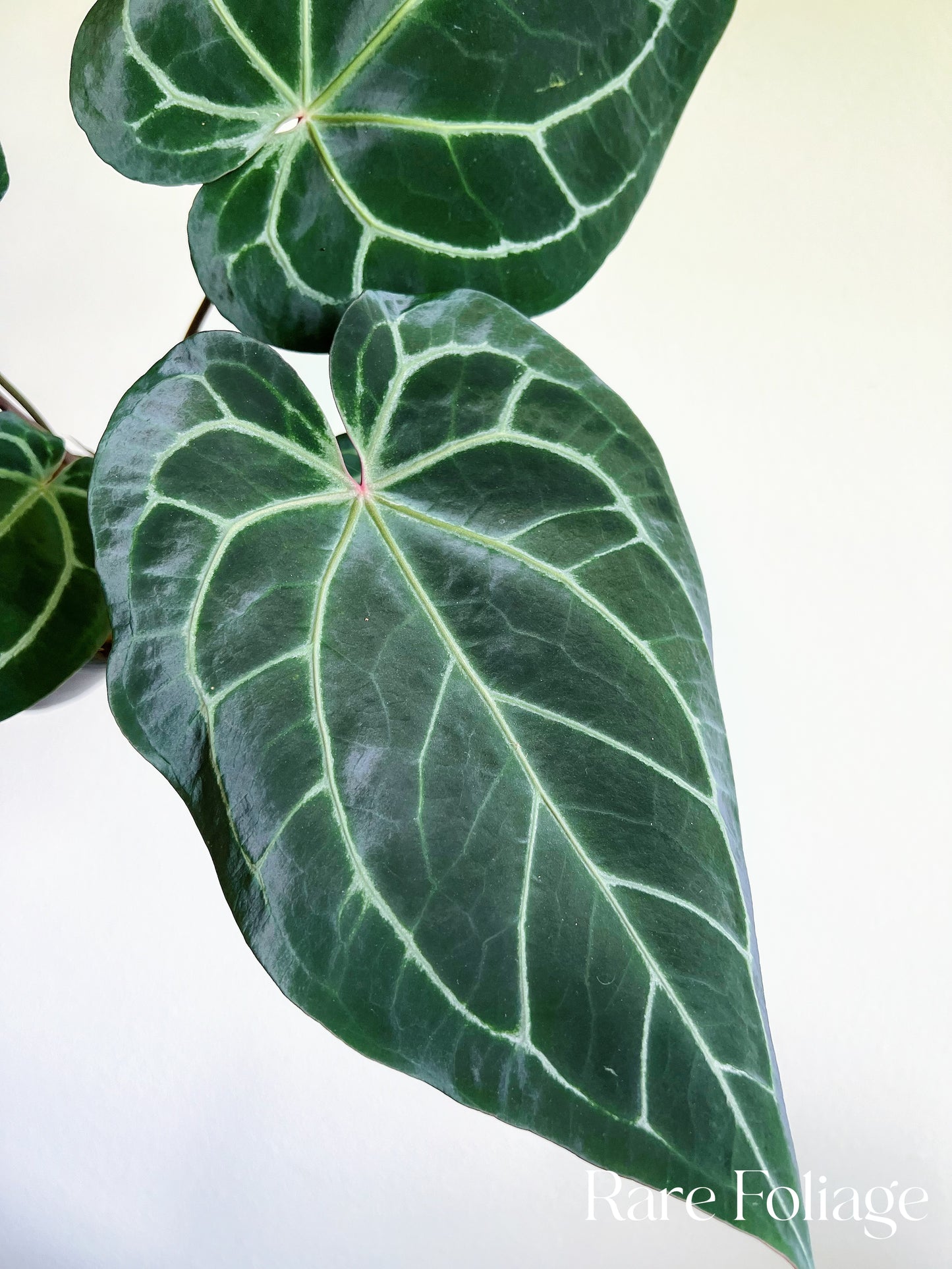 Anthurium Red Crystallinum x Magnificum 5”