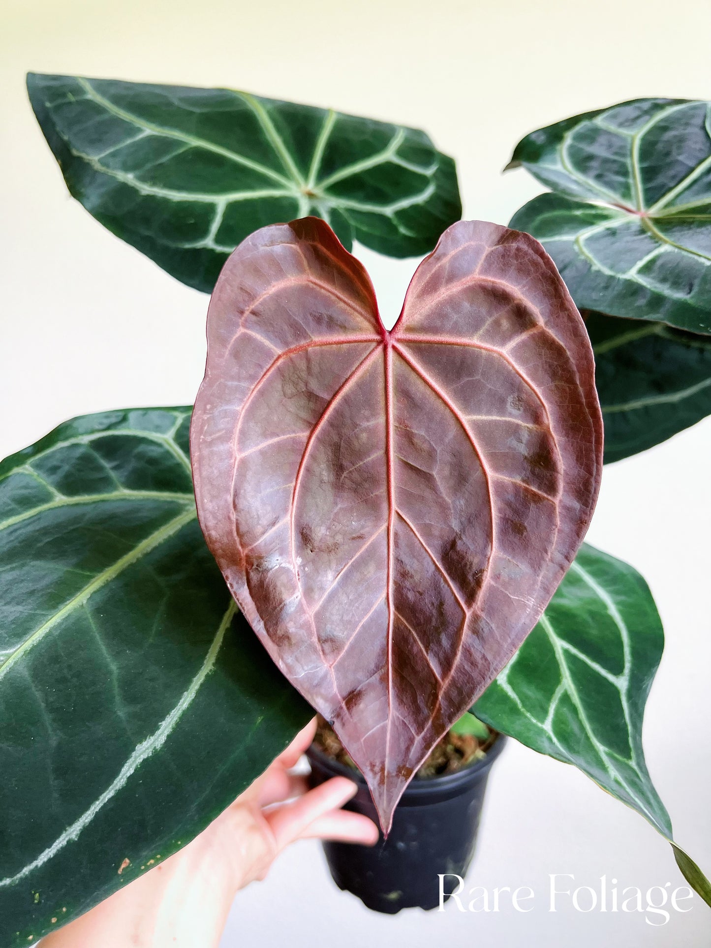 Anthurium Red Crystallinum x Magnificum 5”