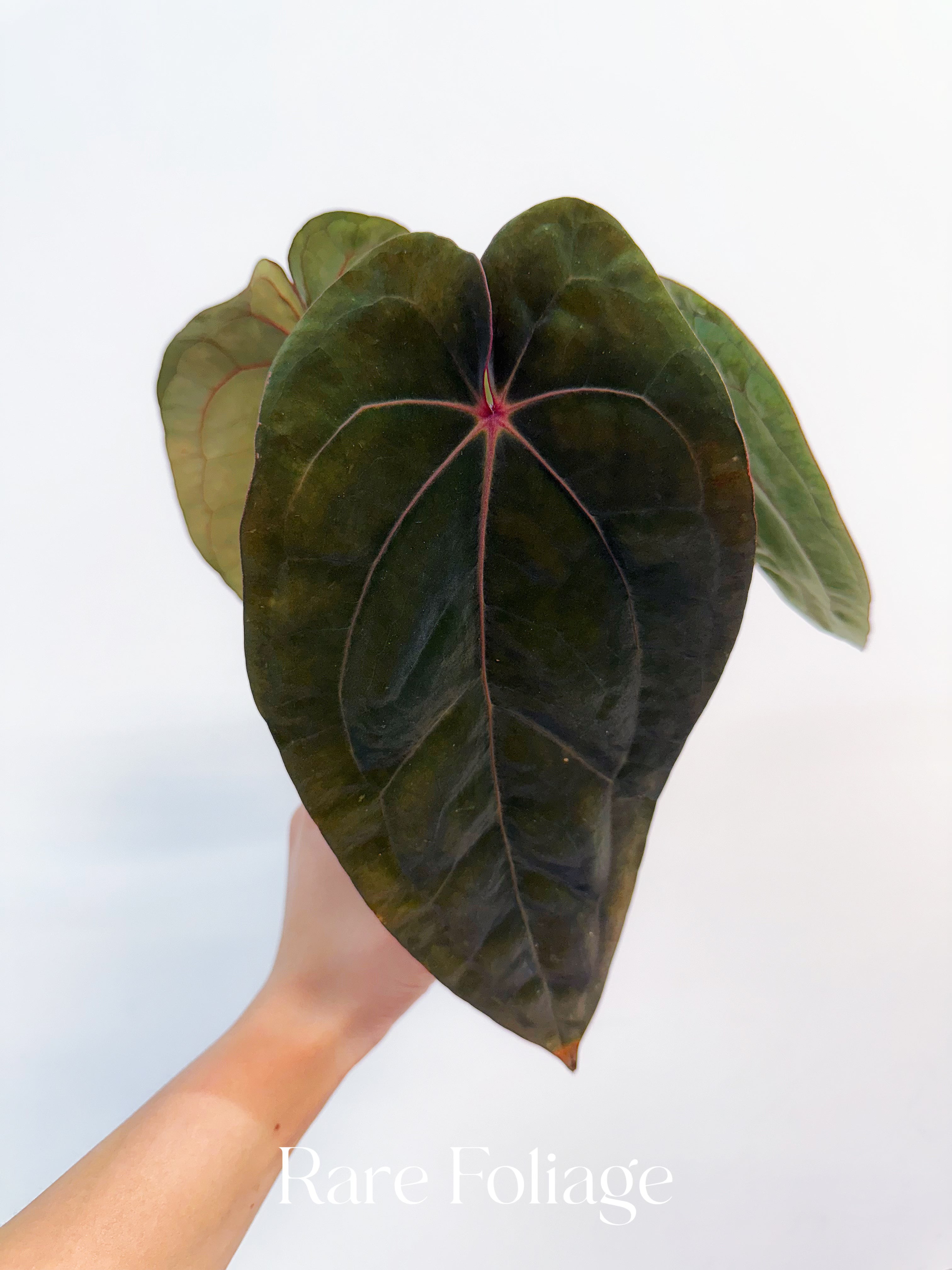 観葉植物 Anthurium RL✖️（RVDP✖️FS）脇芽