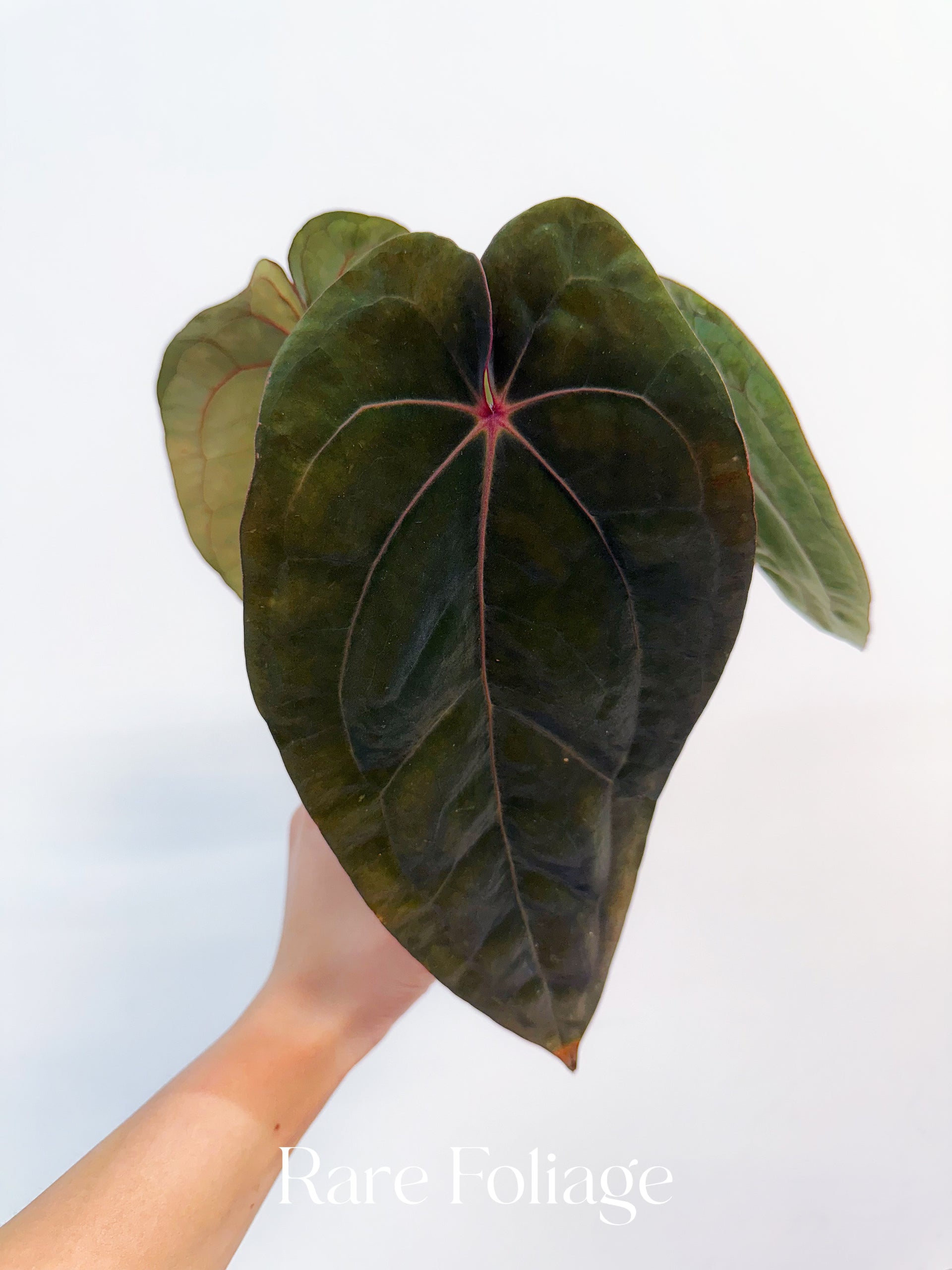 Anthurium Red Spider 4” Exact Plant – Rare Foliage Plant Co