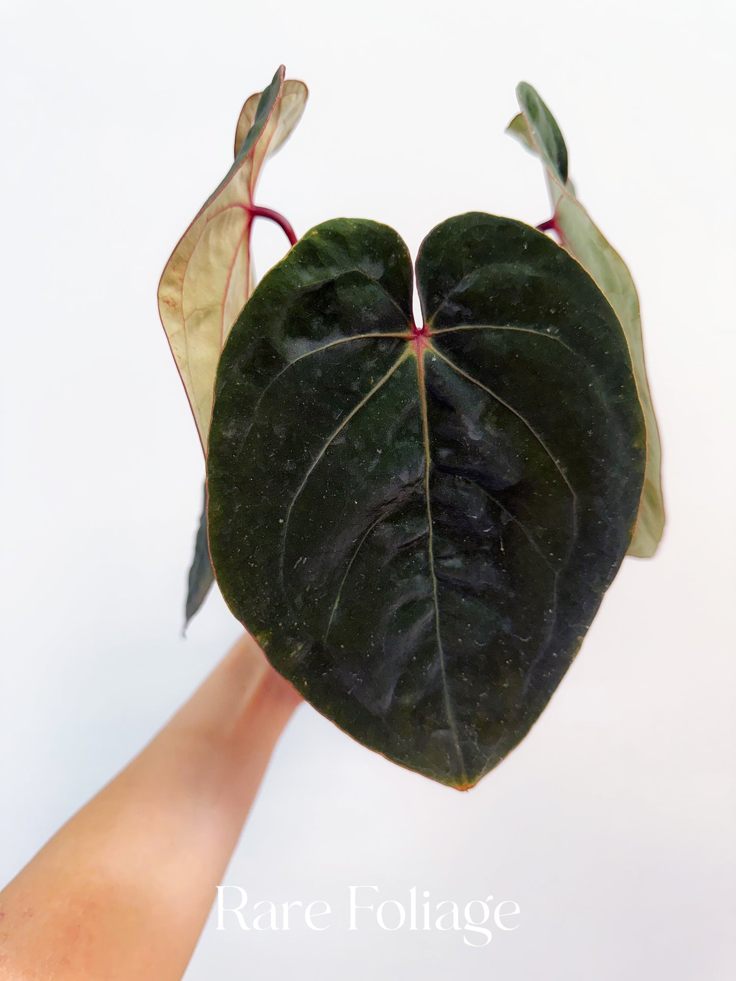 Anthurium Red Spider 4” Exact Plant